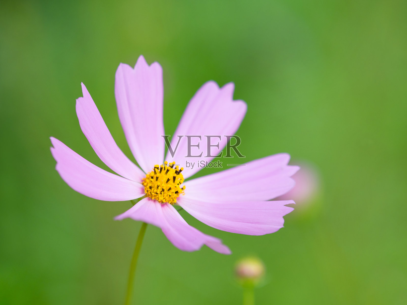 宇宙的花照片摄影图片