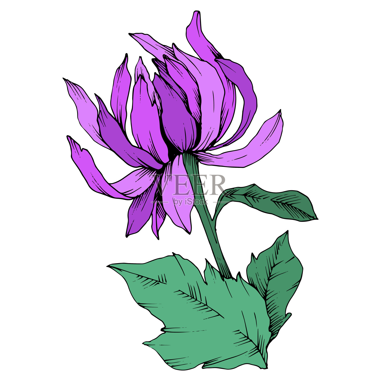 矢车菊属植物紫菊花。艺术雕刻墨水。孤立花插图元素。插画图片素材