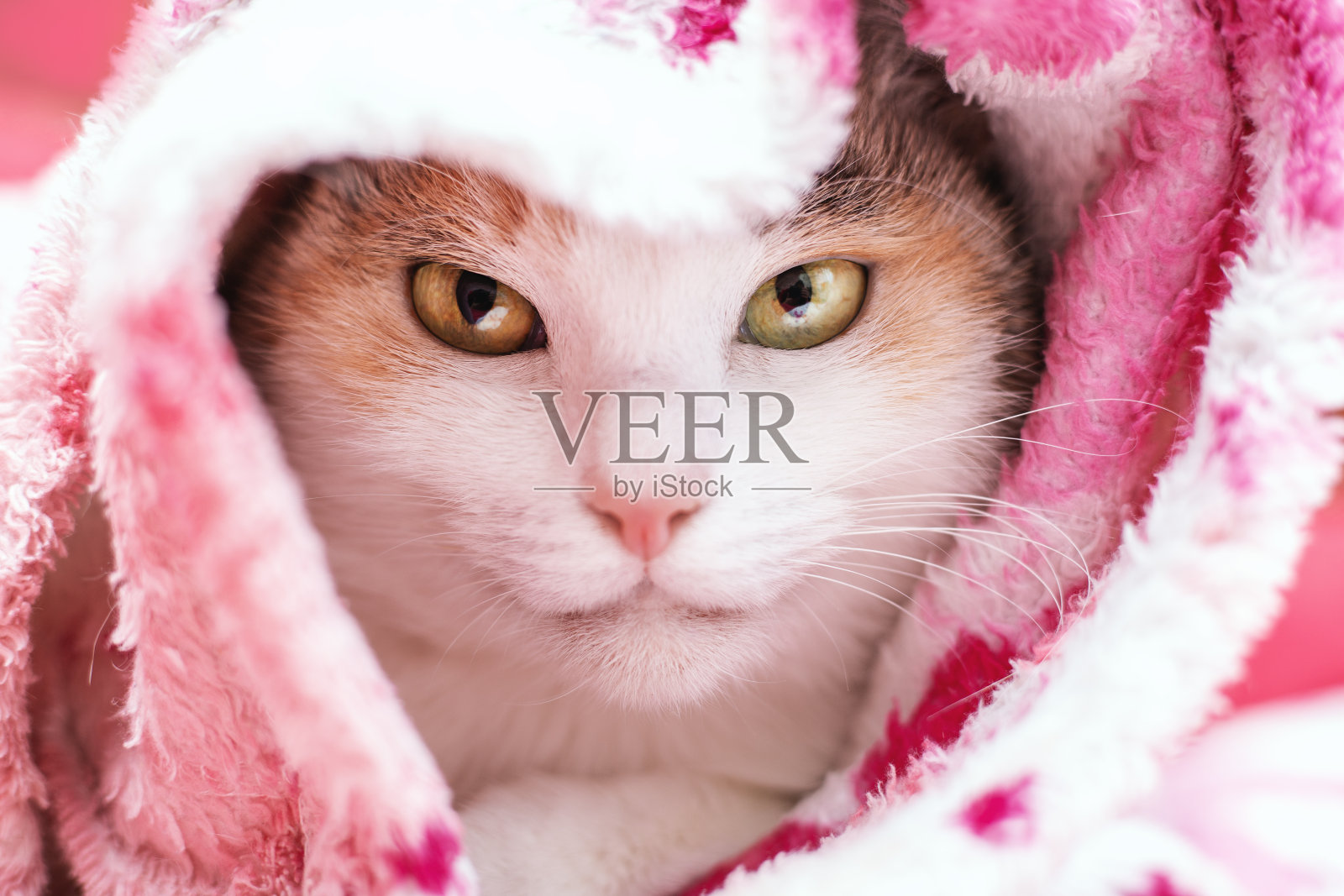 家猫睡在格子布里照片摄影图片