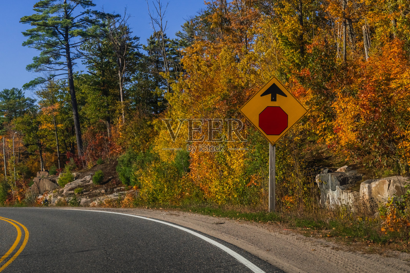 秋天的景色，道路转弯，树木改变了颜色，前面有一个“停止”的标志照片摄影图片
