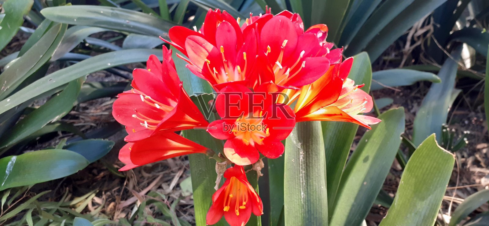 红色和黄色的花在澳大利亚的春天照片摄影图片