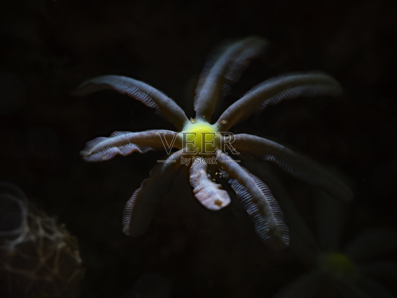 管风琴珊瑚(Tubipora music)照片摄影图片