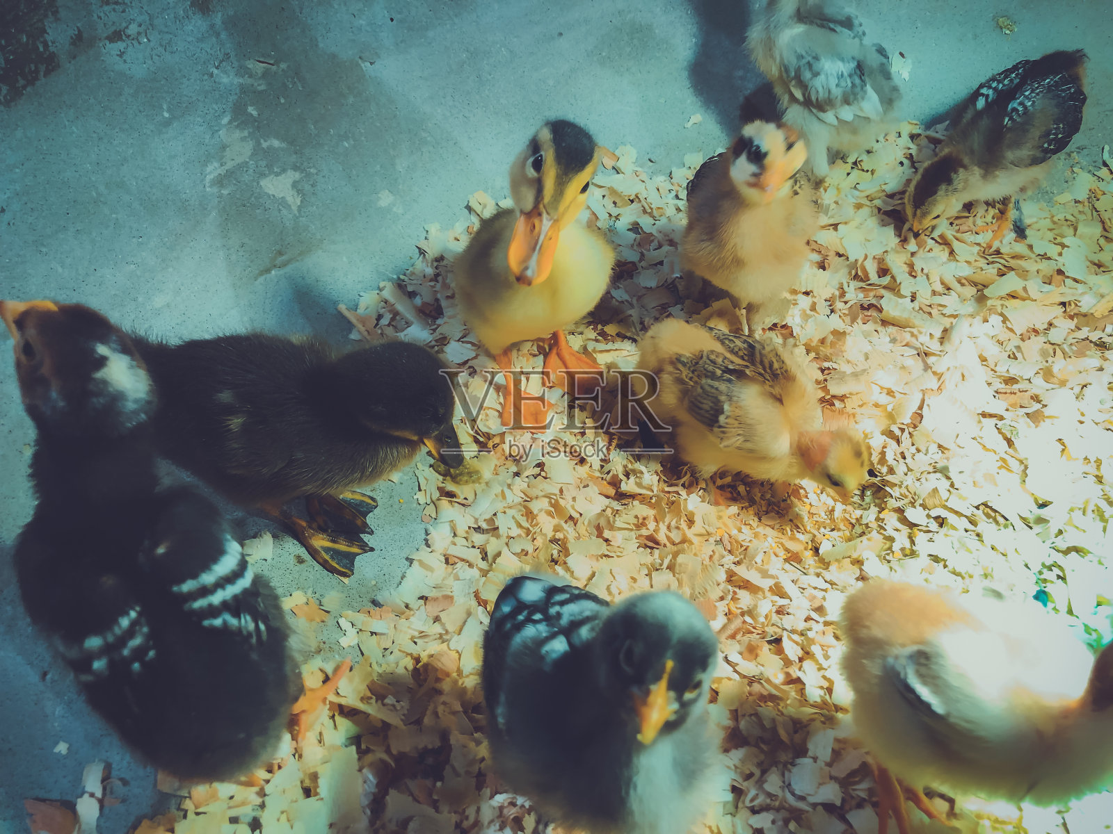 小鸭和小鹅：各种可爱的小家禽照片摄影图片