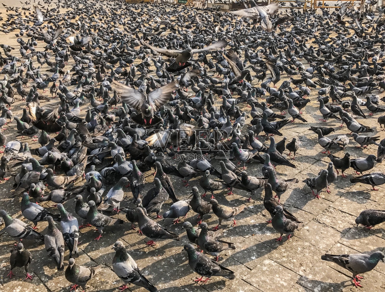 鸽子照片摄影图片