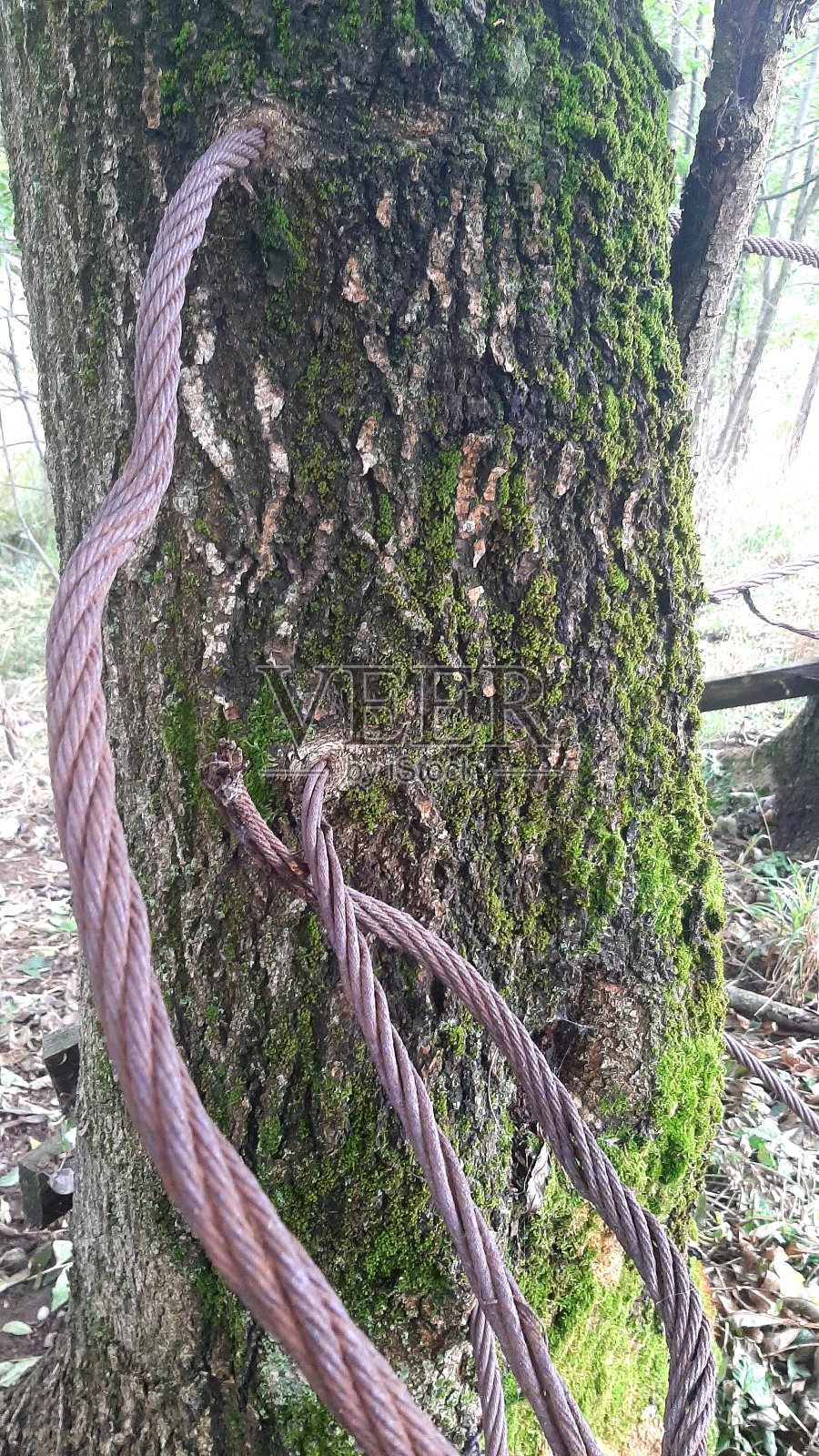 树木内部的粗电线，天然生长的树木照片摄影图片