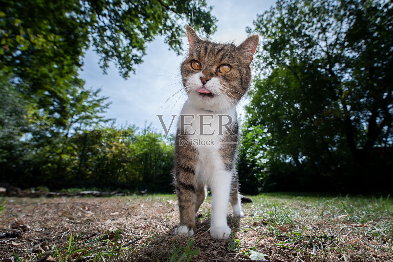 猫在户外阳光明媚照片摄影图片