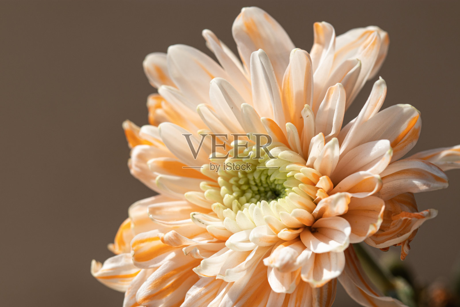 橙色菊花照片摄影图片