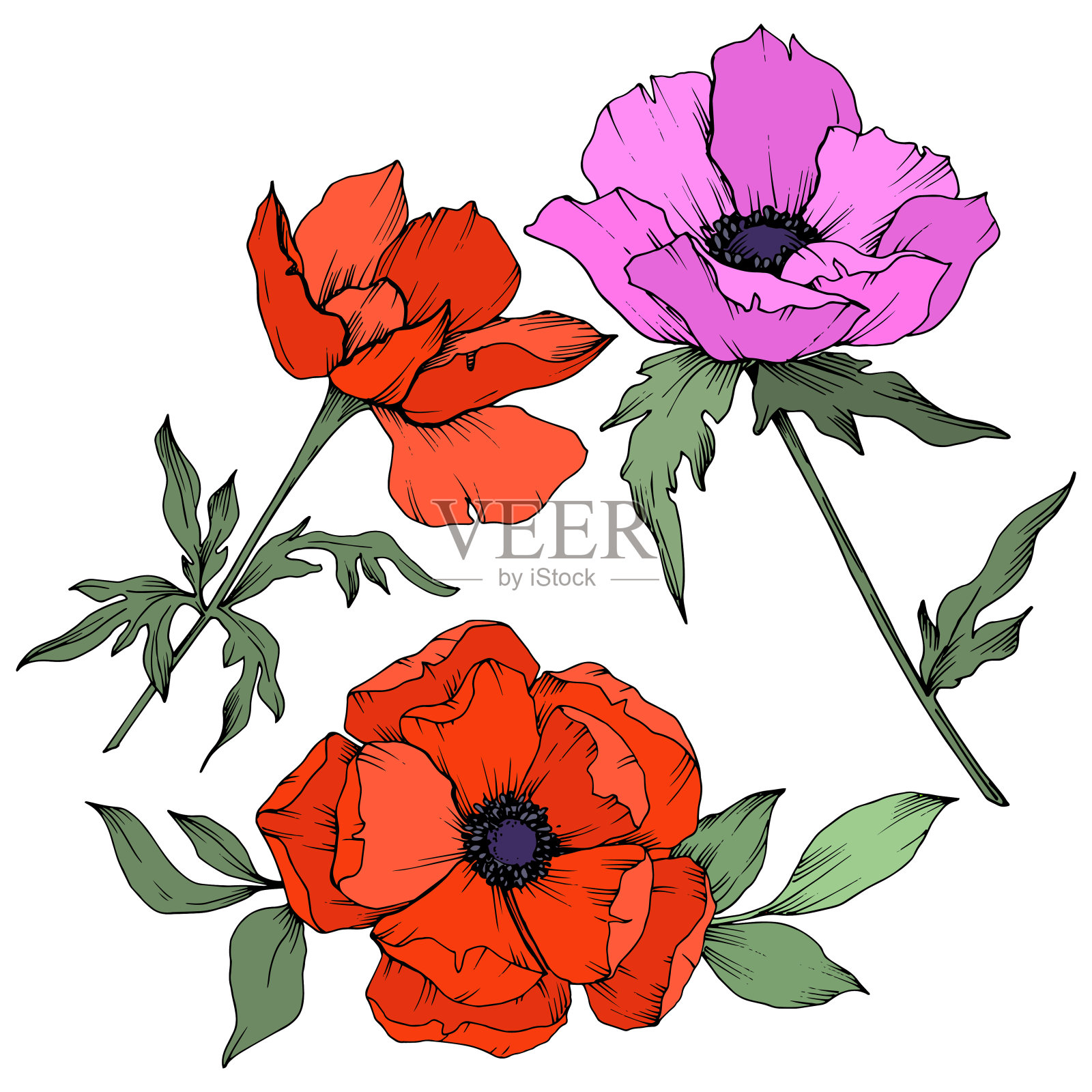 载体银莲花花卉植物花。黑白篆刻水墨艺术。孤立的海葵插图元素。插画图片素材