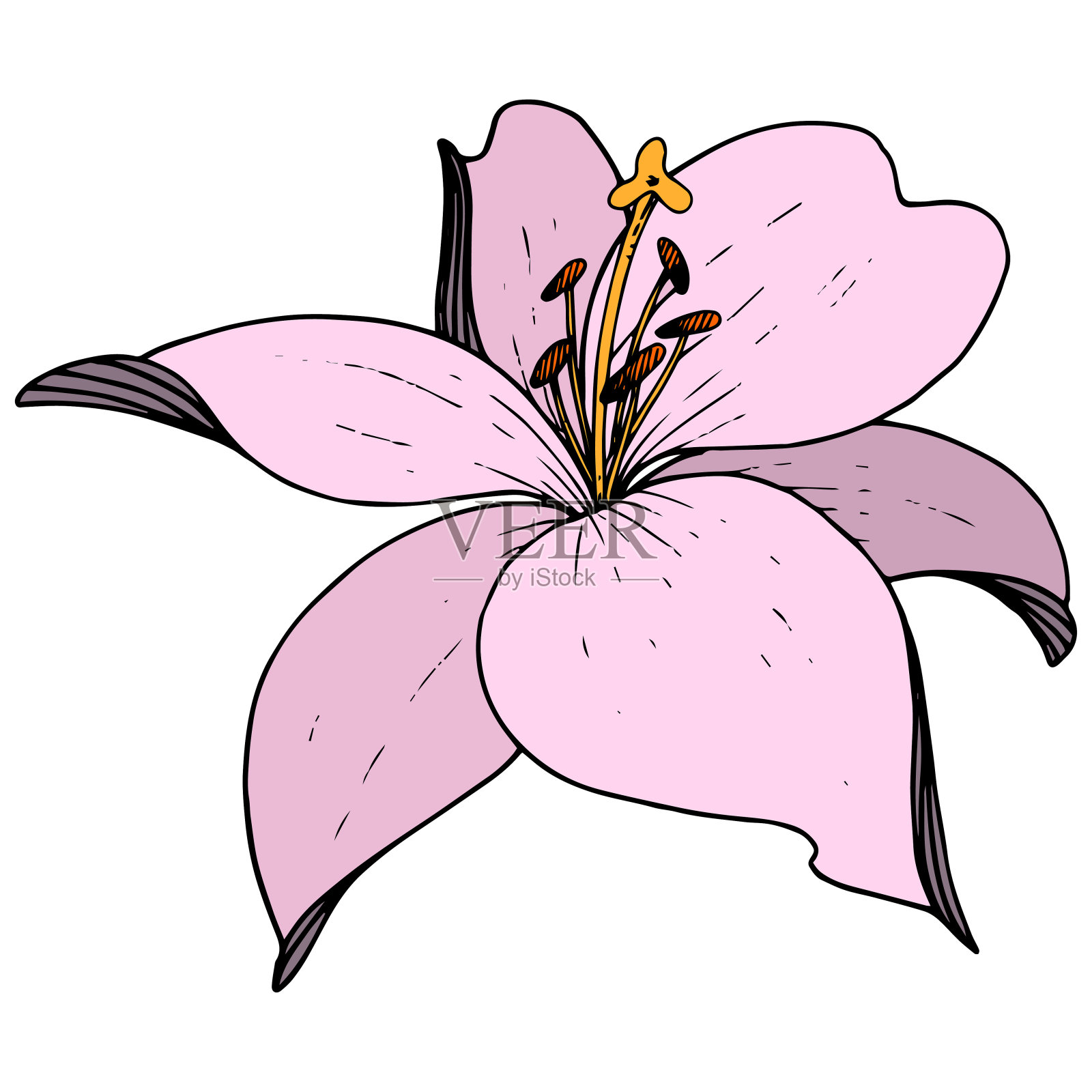 向量粉百合花植物花。在白色背景上雕刻的水墨艺术。分离百合插图元素。插画图片素材