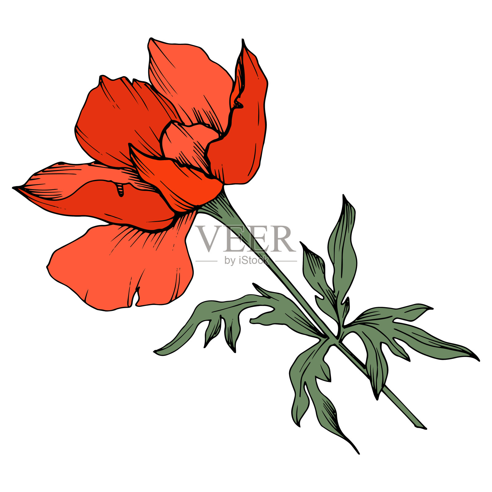 Vector红色银莲花植物花。黑白篆刻水墨艺术。孤立的海葵插图元素。插画图片素材