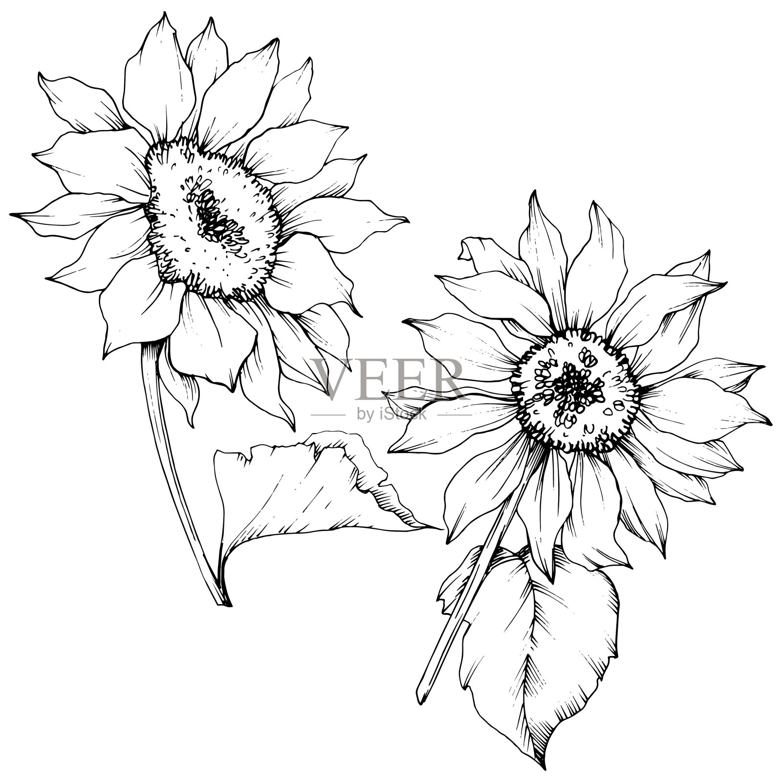 向量向日葵花植物花。黑白篆刻水墨艺术。孤立的向日葵插图元素。插画图片素材