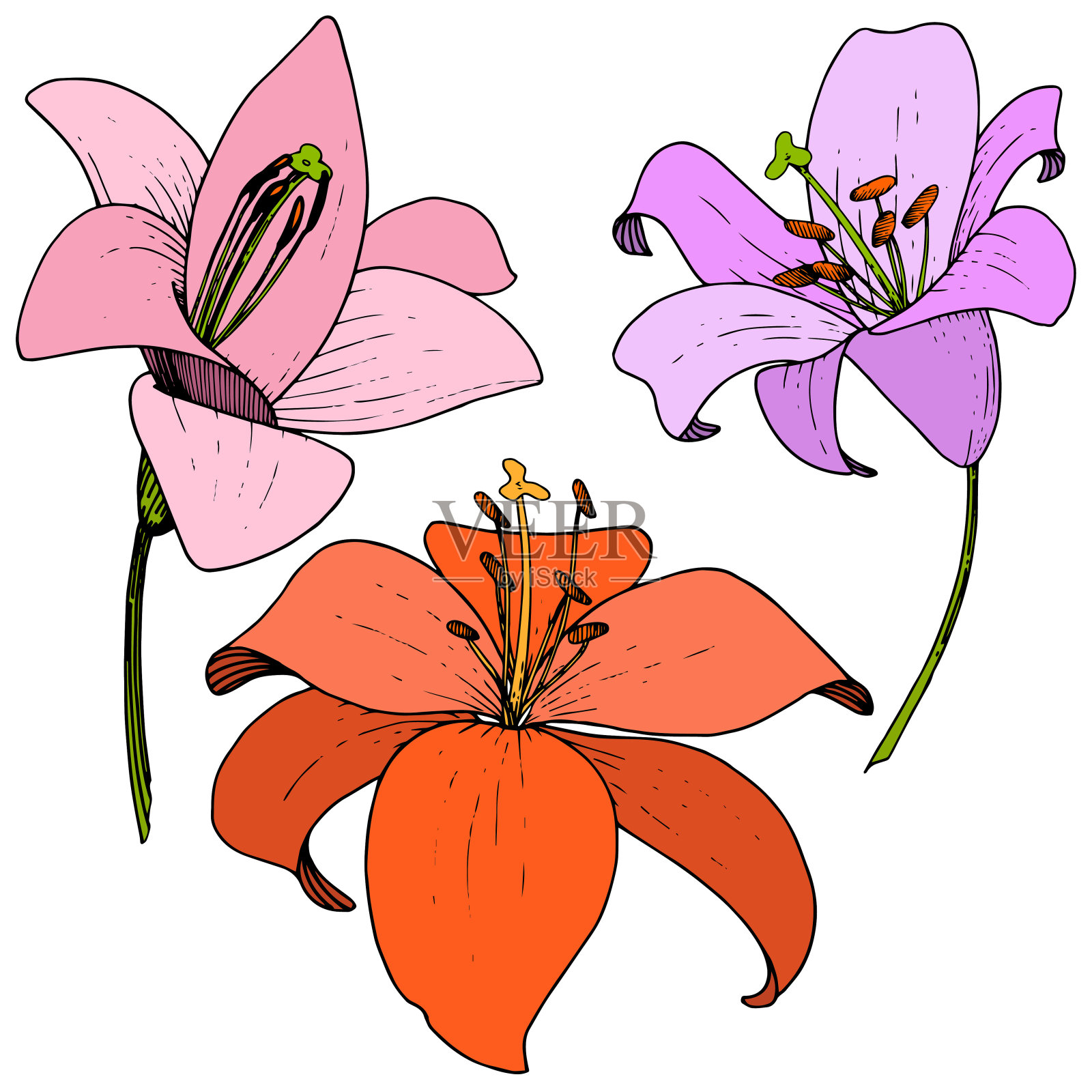 矢状花百合植物花。在白色背景上雕刻的水墨艺术。分离百合插图元素。插画图片素材