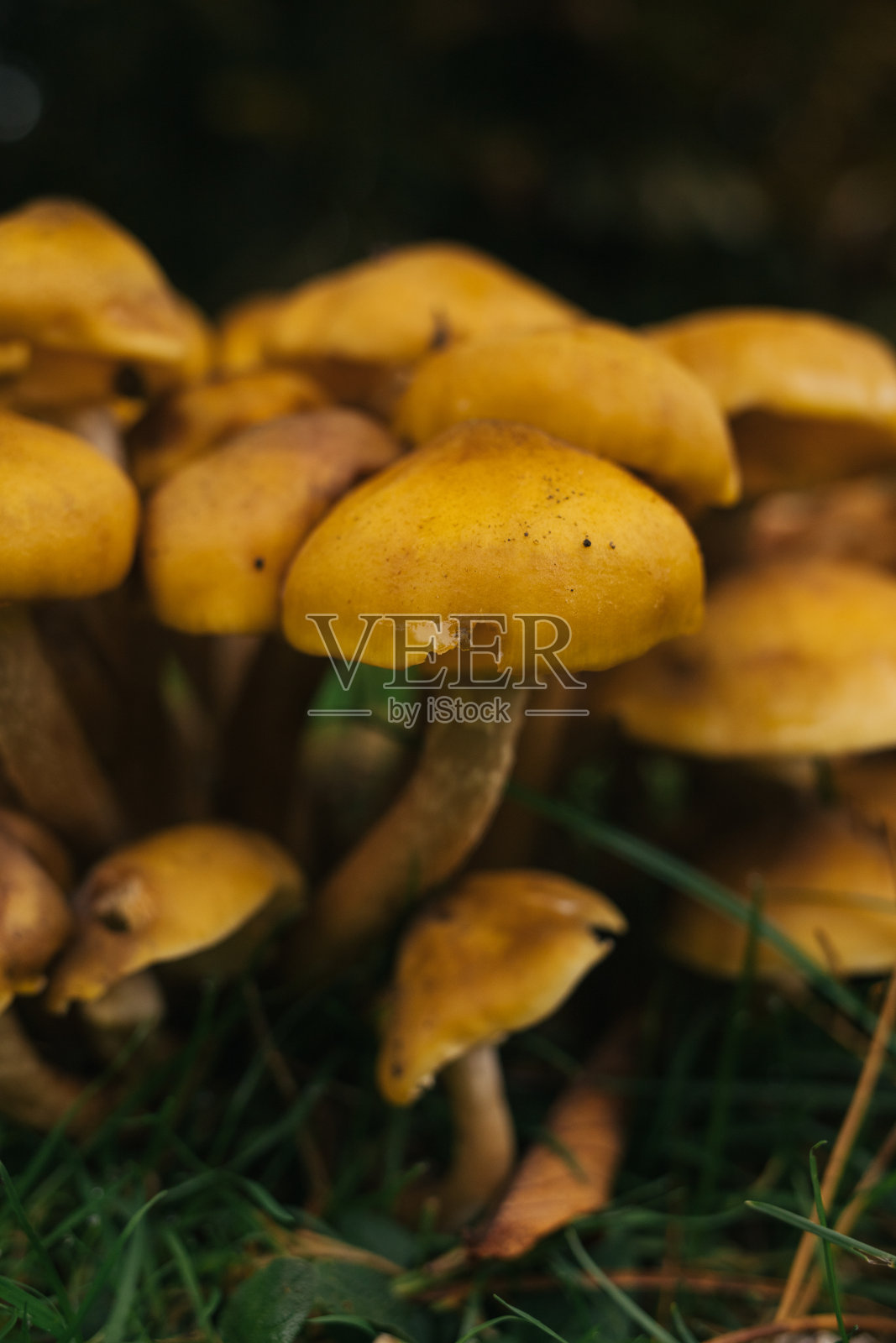 蘑菇照片摄影图片