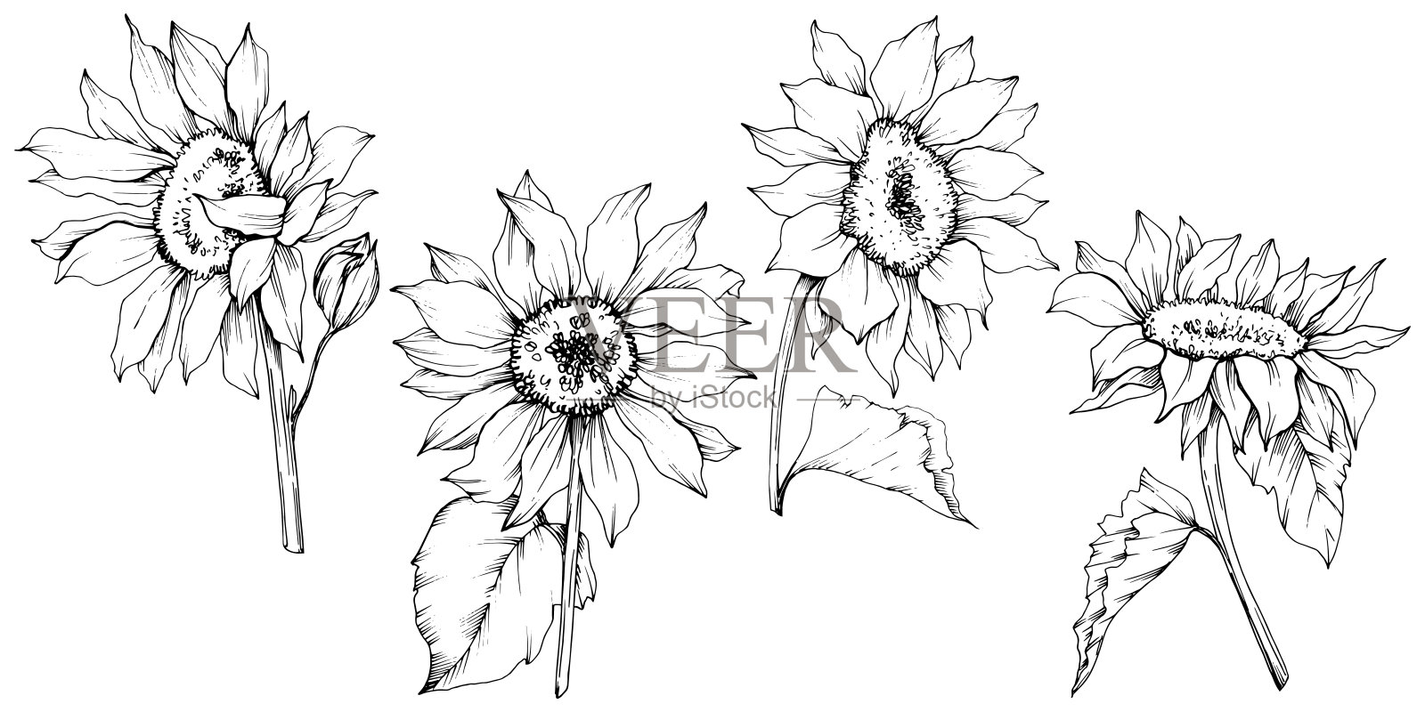 向量向日葵花植物花。黑白篆刻水墨艺术。孤立的向日葵插图元素。插画图片素材