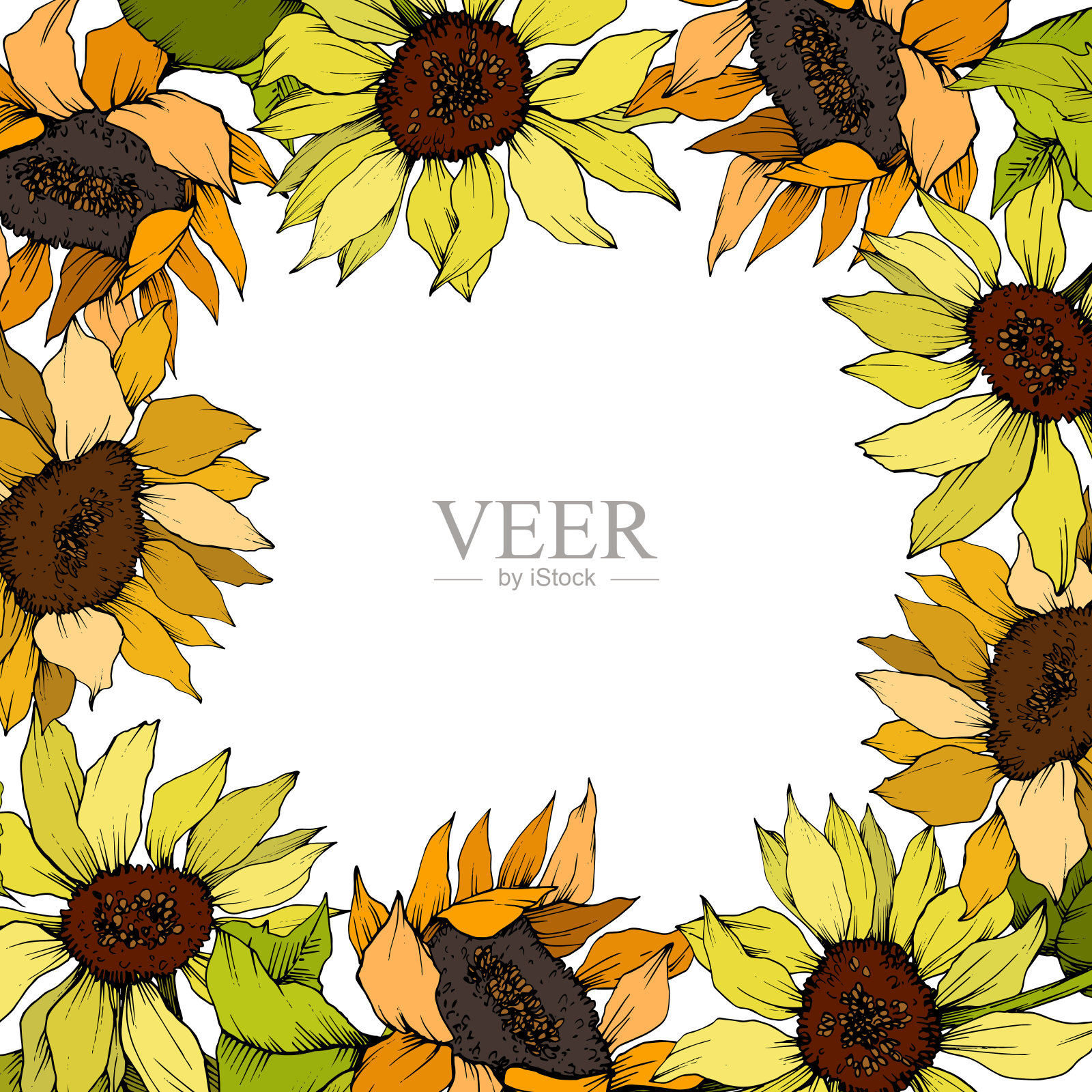 向量向日葵花植物花。黄绿镌刻水墨艺术。边框装饰方形。插画图片素材