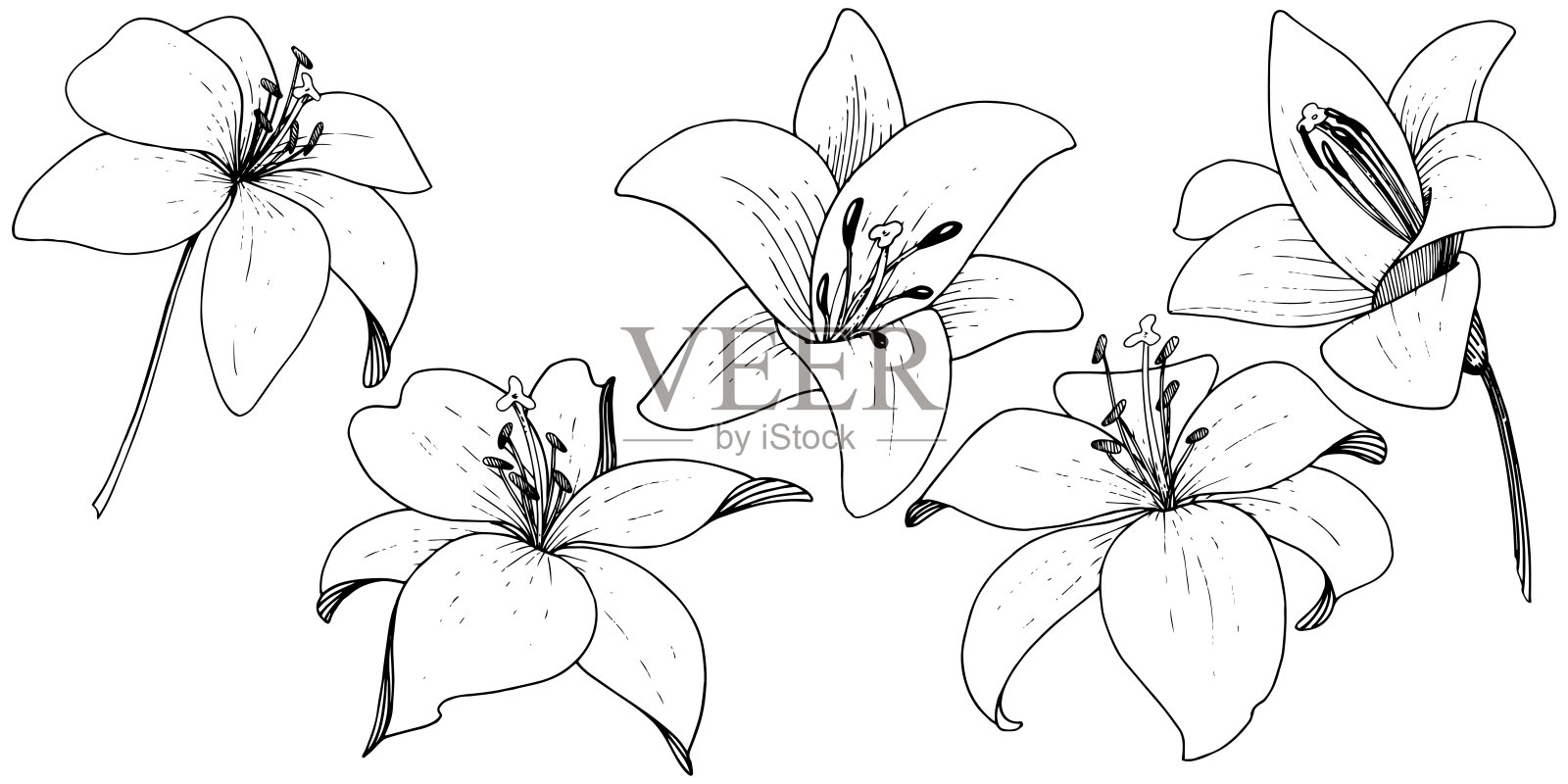 矢状花百合植物花。在白色背景上雕刻的水墨艺术。分离百合插图元素。插画图片素材