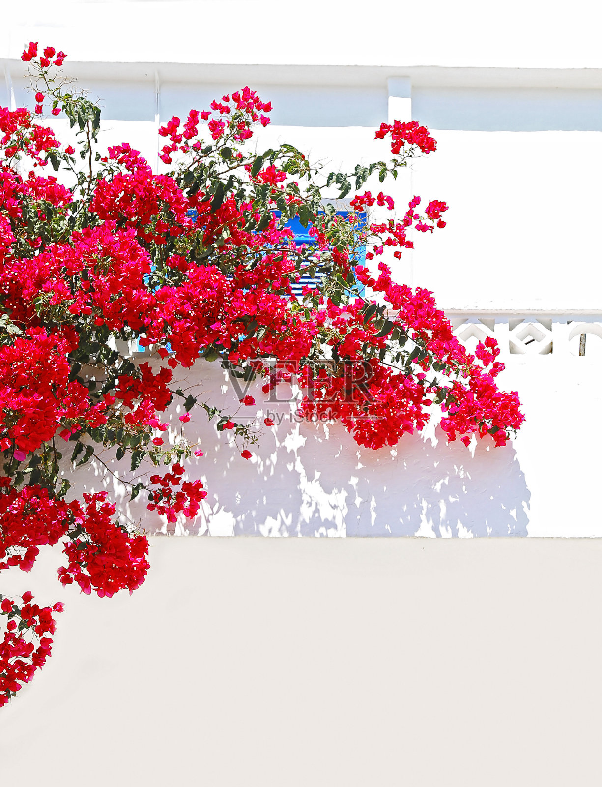 盛开的红色九重葛花在Koufonisia群岛的希腊基克拉迪斯照片摄影图片