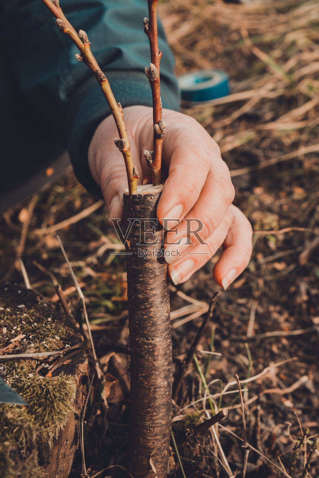 一位妇女在花园里种了一棵果树，并挂上了一根小树枝照片摄影图片