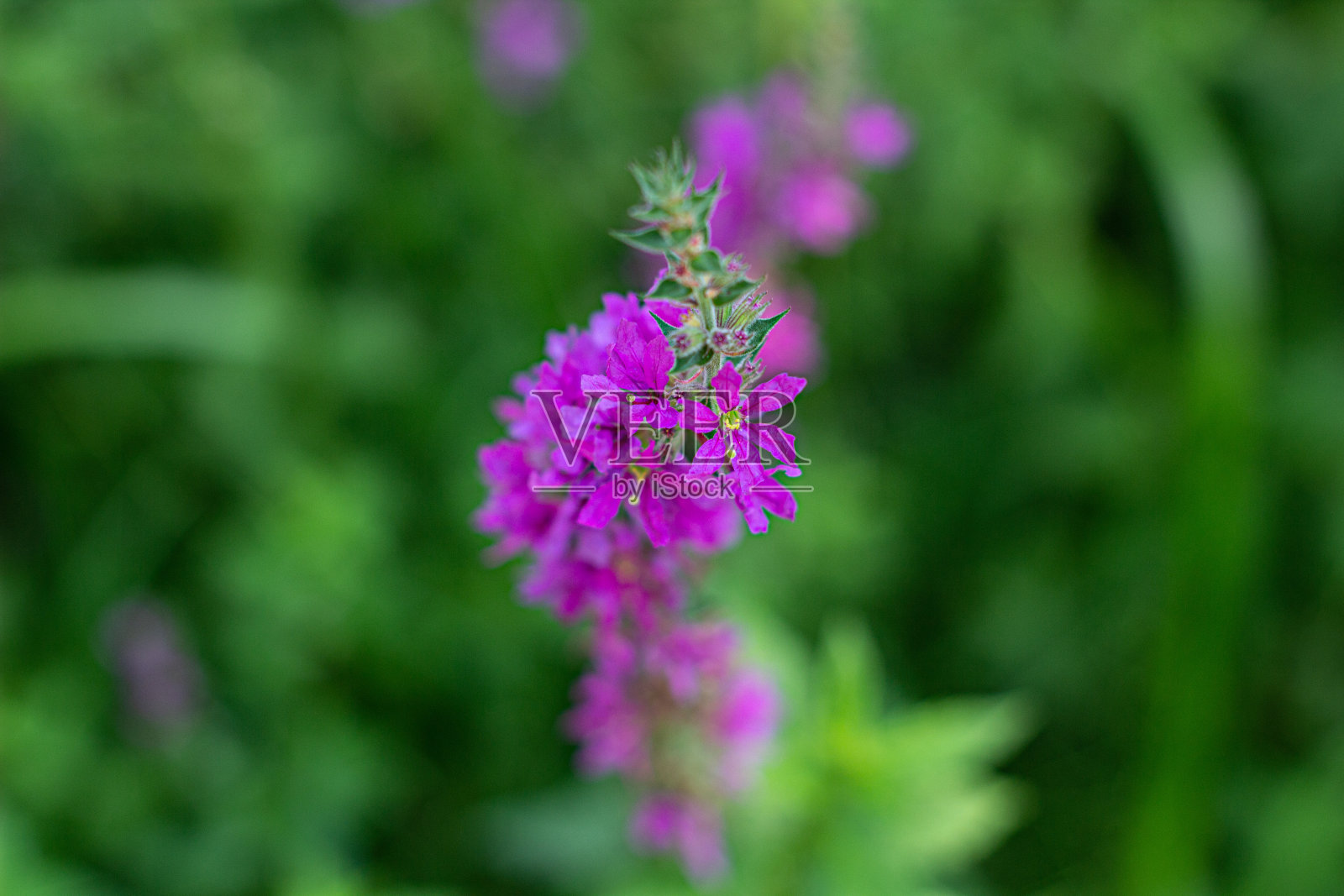 这是一只彩绘延龄花的近景。照片摄影图片