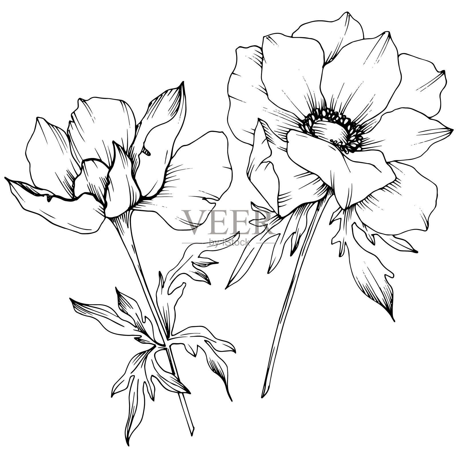 载体银莲花花卉植物花。黑白篆刻水墨艺术。孤立的海葵插图元素。插画图片素材
