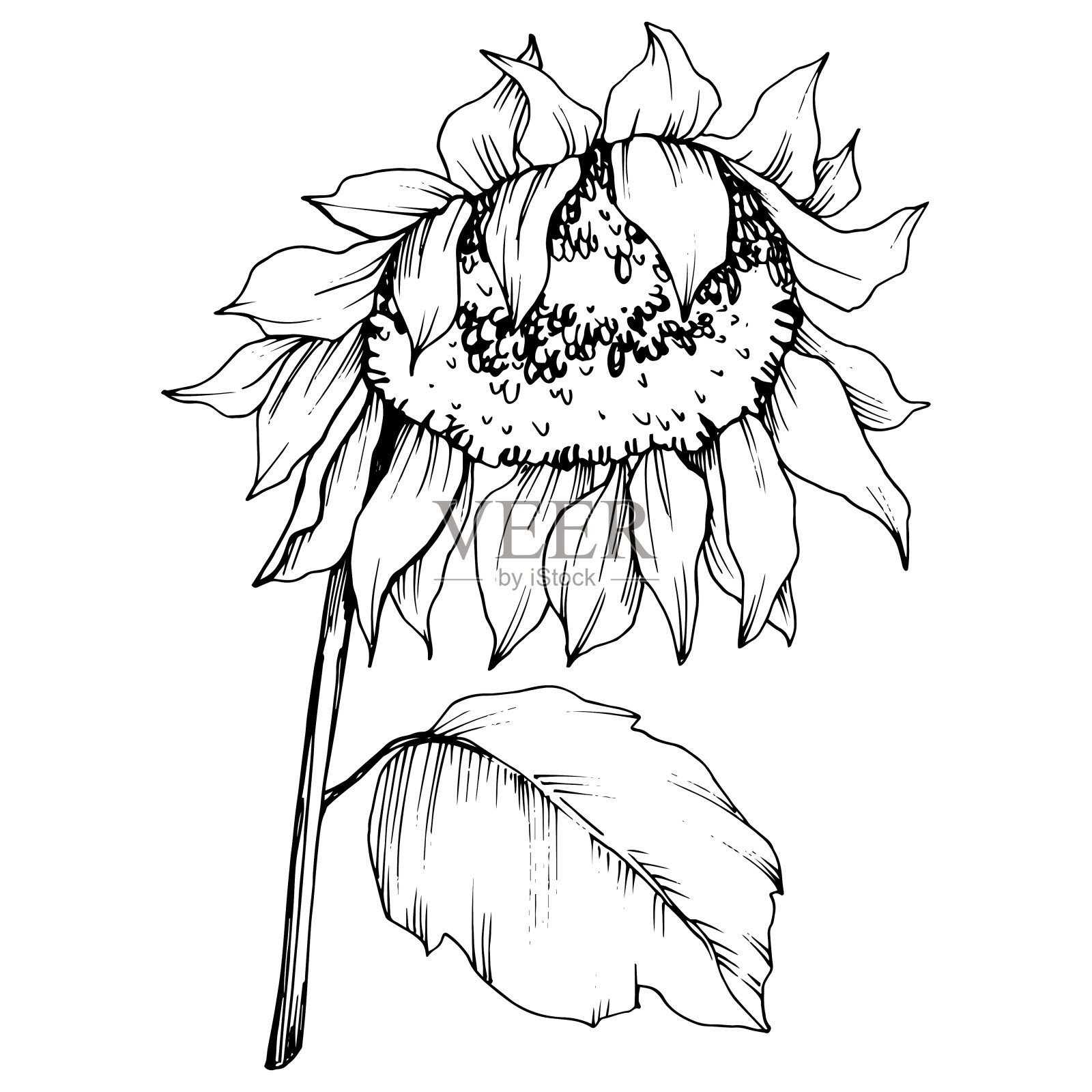 向量向日葵花植物花。黑白篆刻水墨艺术。孤立的向日葵插图元素。插画图片素材