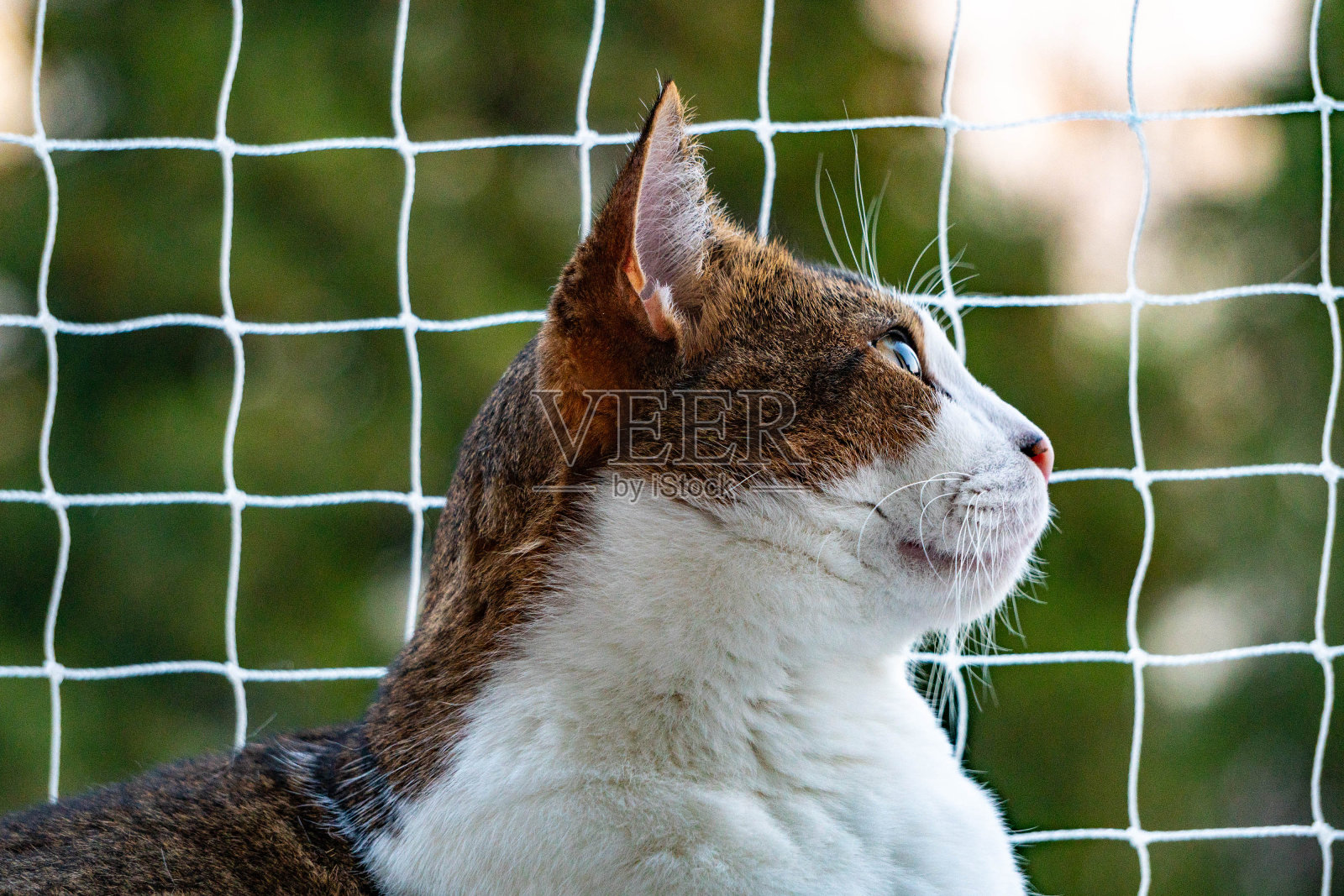 猫咪坐在阳台上，背景是大自然照片摄影图片