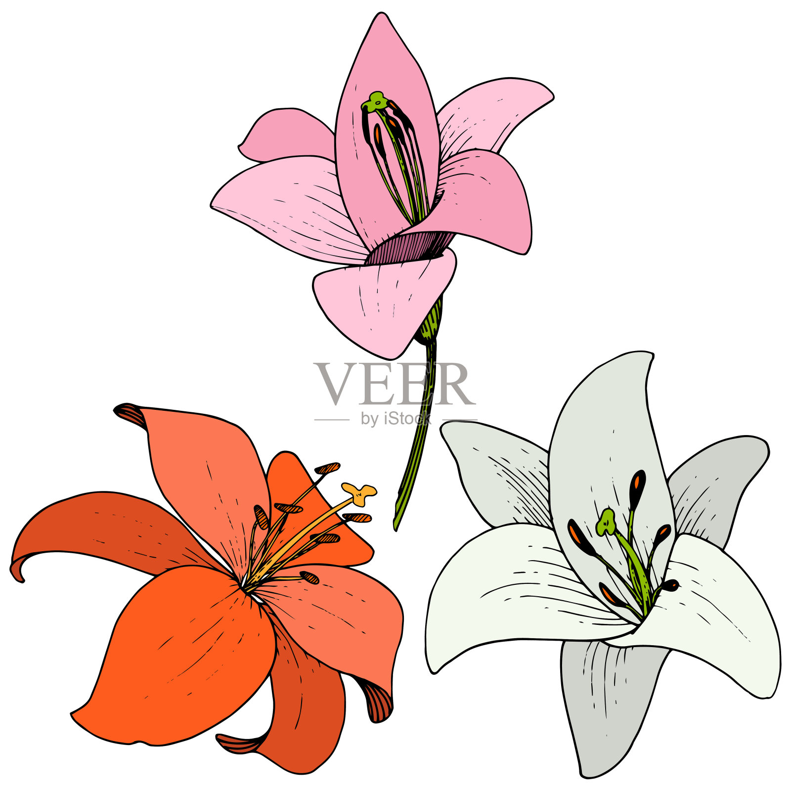 矢状花百合植物花。在白色背景上雕刻的水墨艺术。分离百合插图元素。插画图片素材