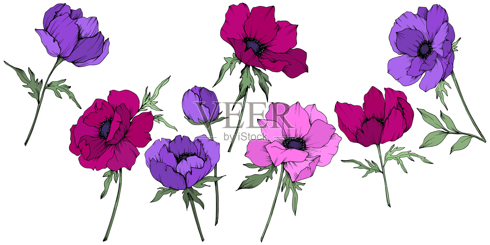 载体银莲花花卉植物花。黑白篆刻水墨艺术。孤立的海葵插图元素。插画图片素材