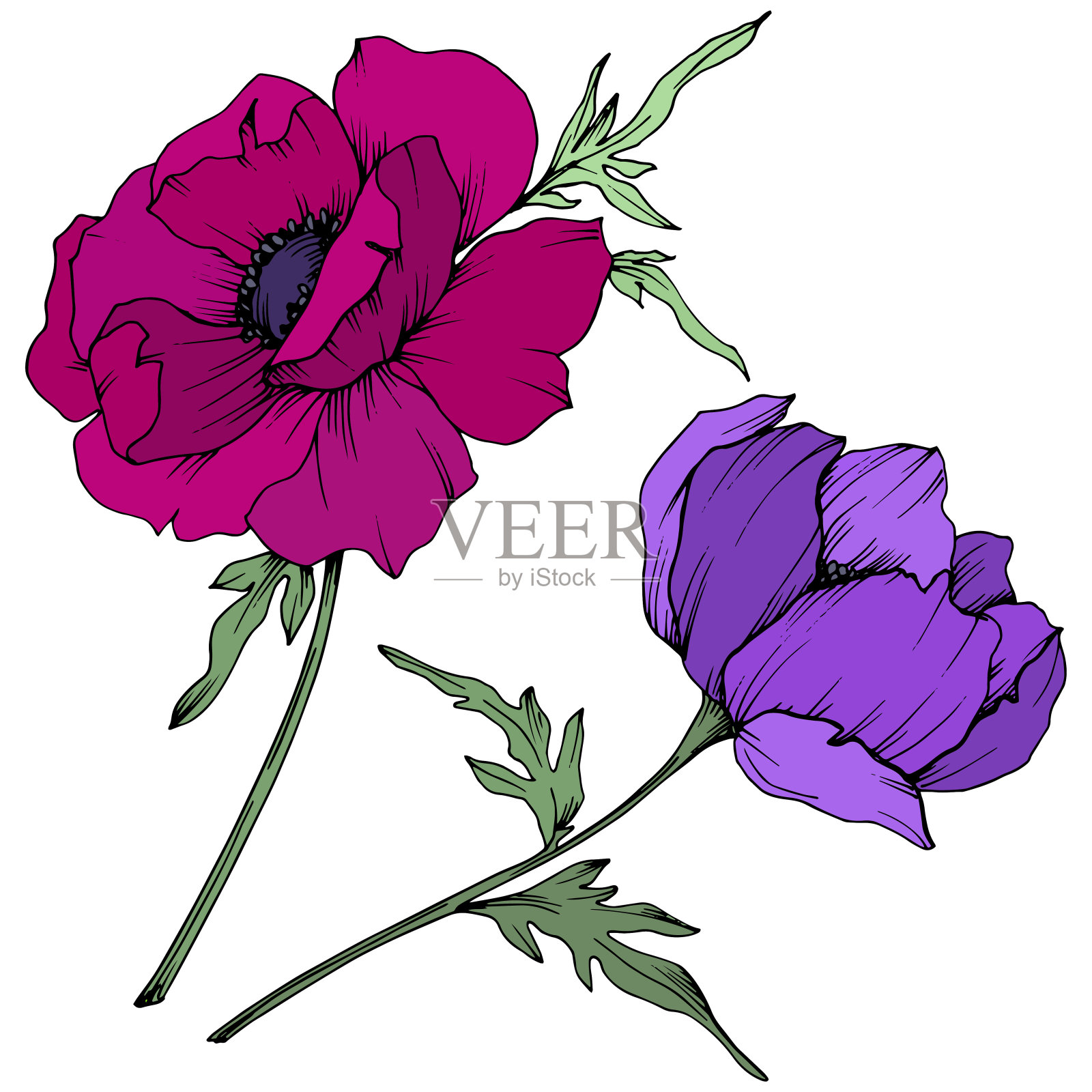 载体银莲花花卉植物花。黑白篆刻水墨艺术。孤立的海葵插图元素。插画图片素材