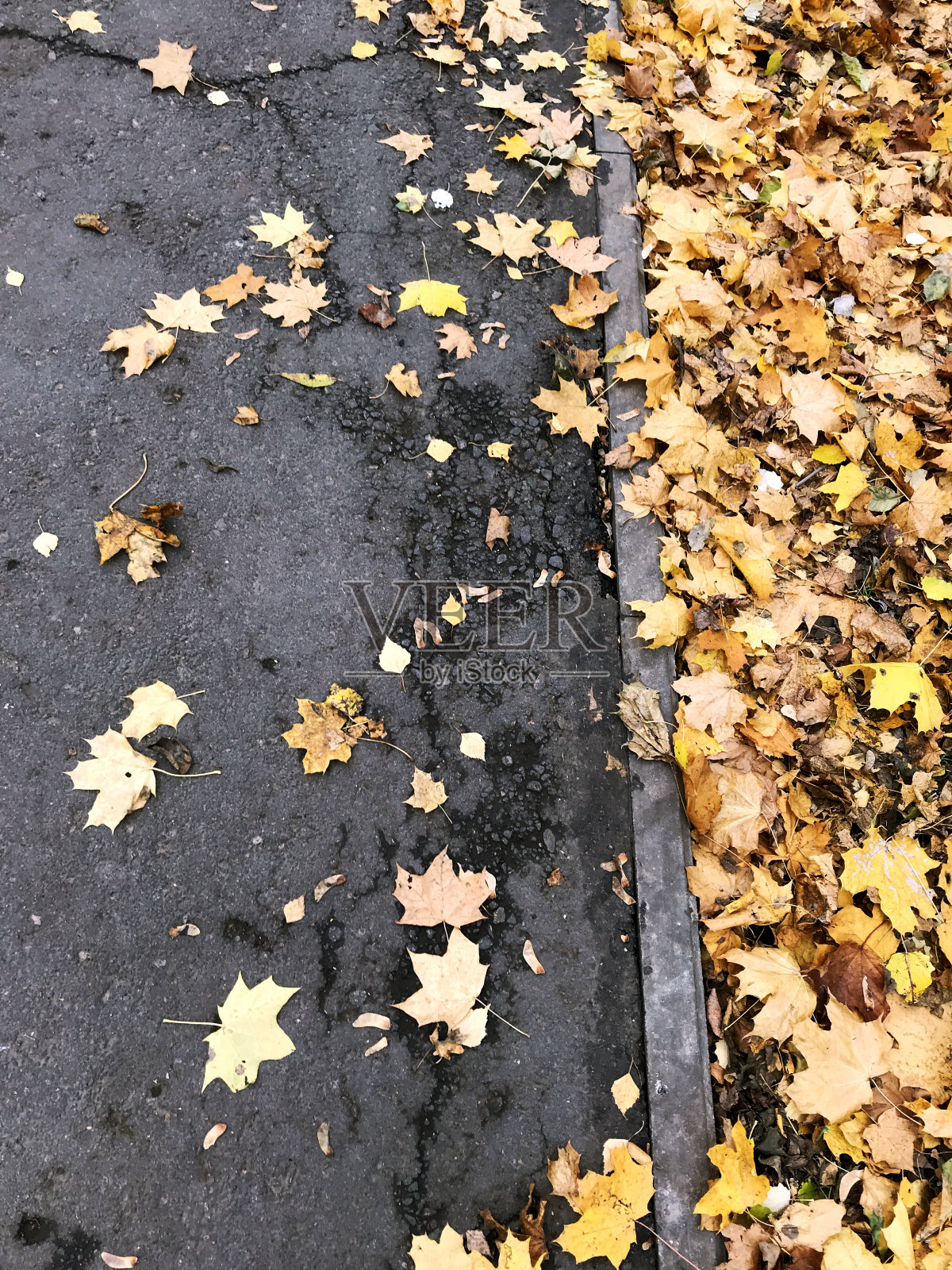 公园的小路上铺着一层黄叶地毯。在枫树和其他树叶的框架里。照片摄影图片