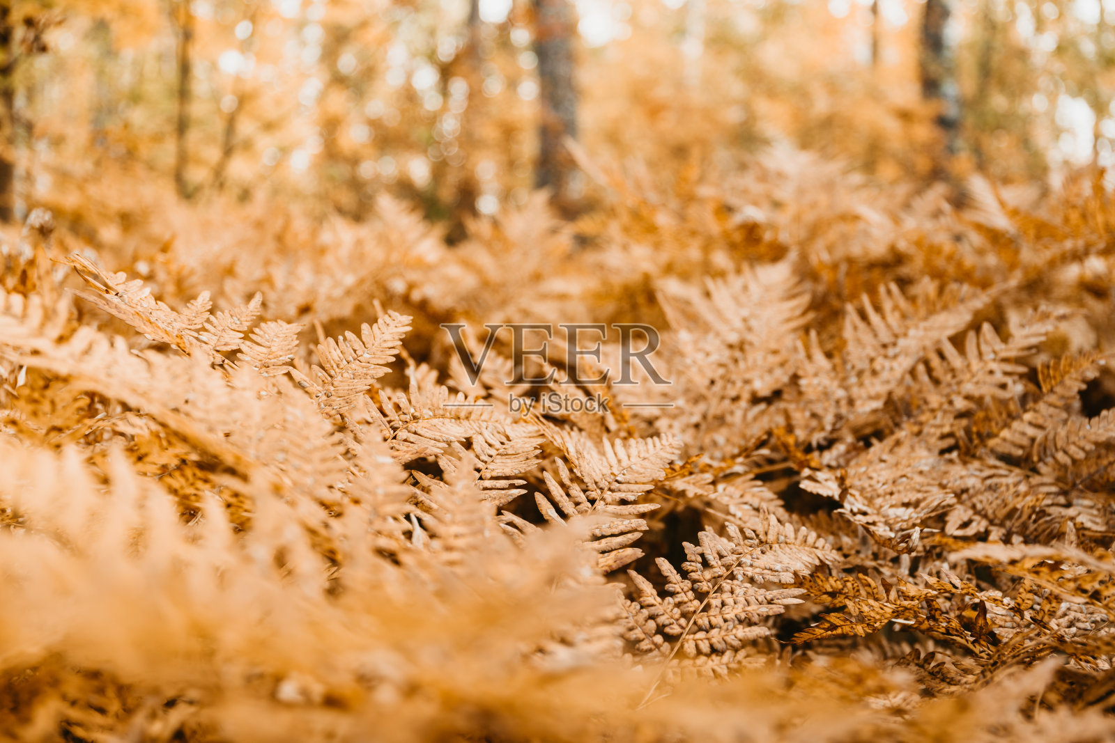 秋天森林中桔黄色叶子的蕨类田野。自然框架，复制空间。照片摄影图片