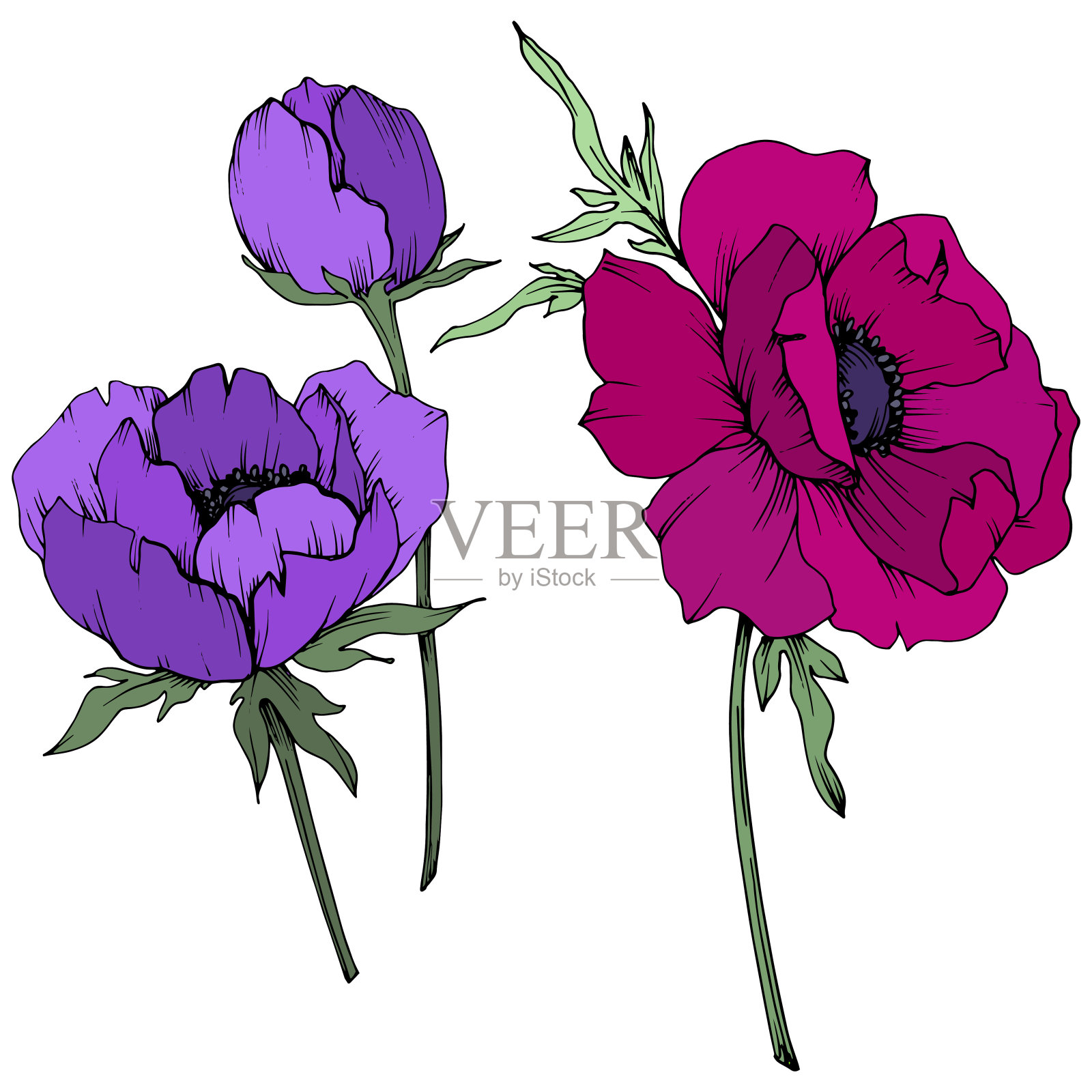 载体银莲花花卉植物花。黑白篆刻水墨艺术。孤立的海葵插图元素。插画图片素材