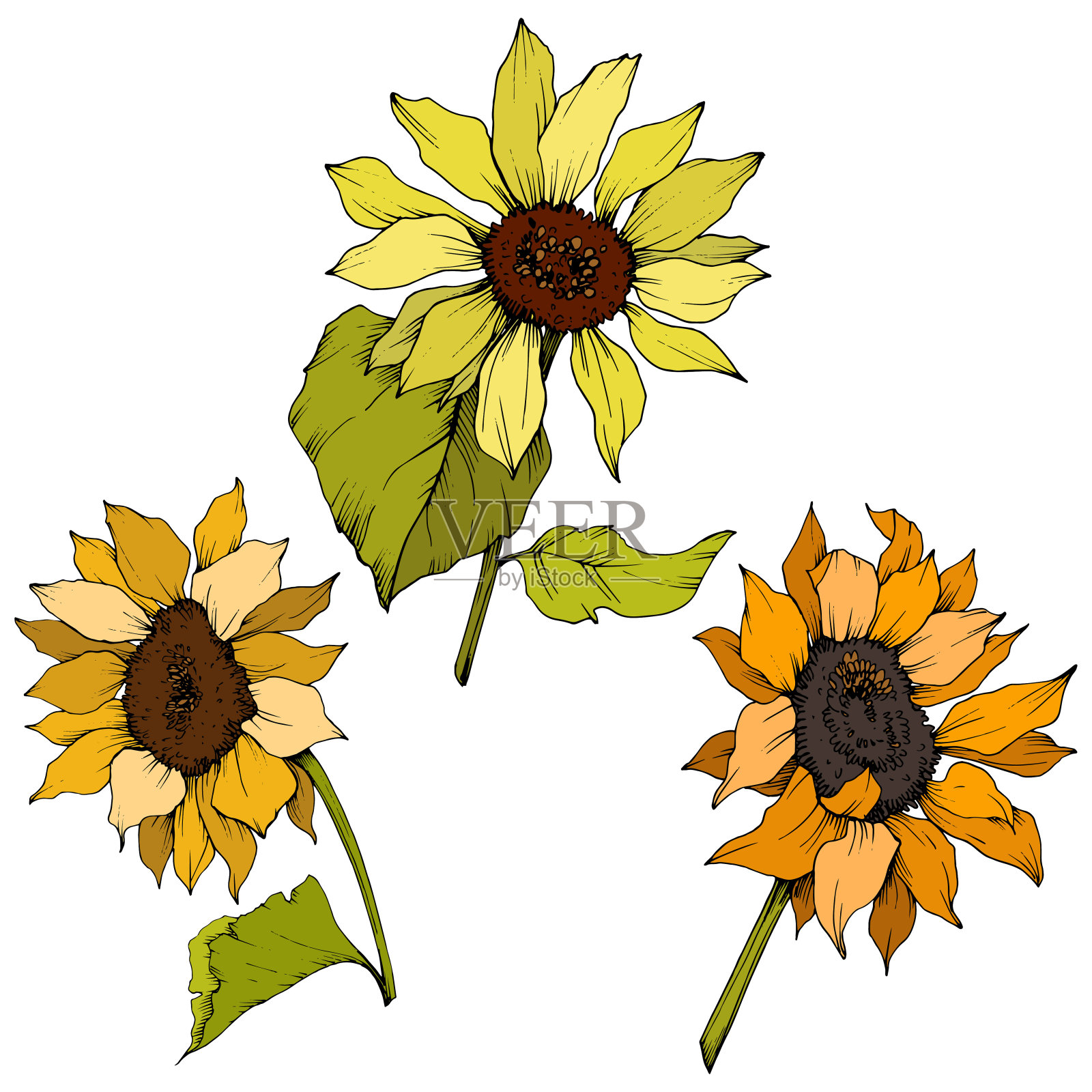 向量向日葵花植物花。黄绿镌刻水墨艺术。孤立的向日葵插图元素。设计元素图片
