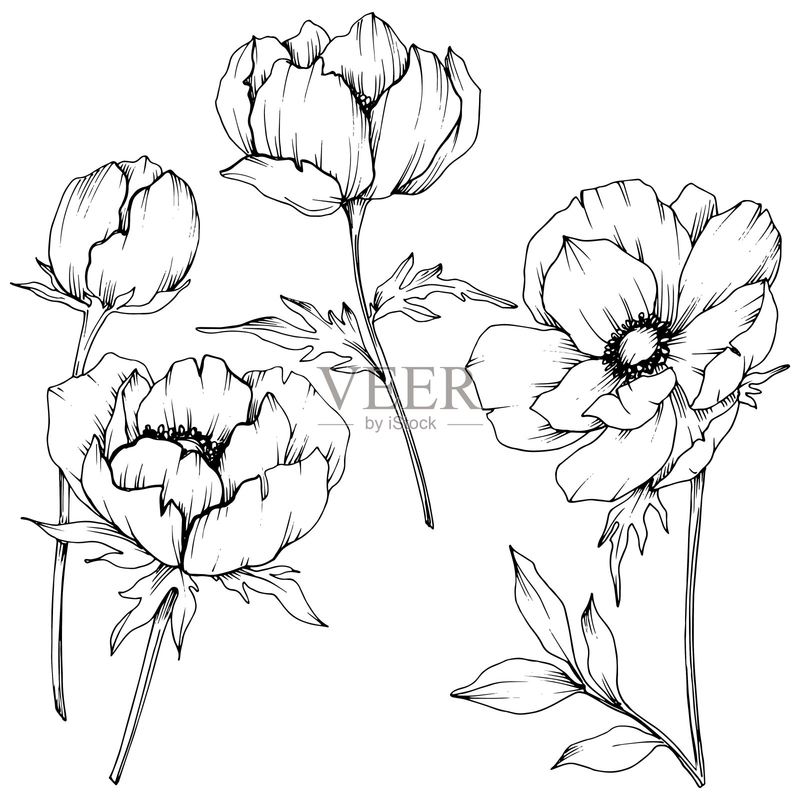 载体银莲花花卉植物花。黑白篆刻水墨艺术。孤立的海葵插图元素。插画图片素材