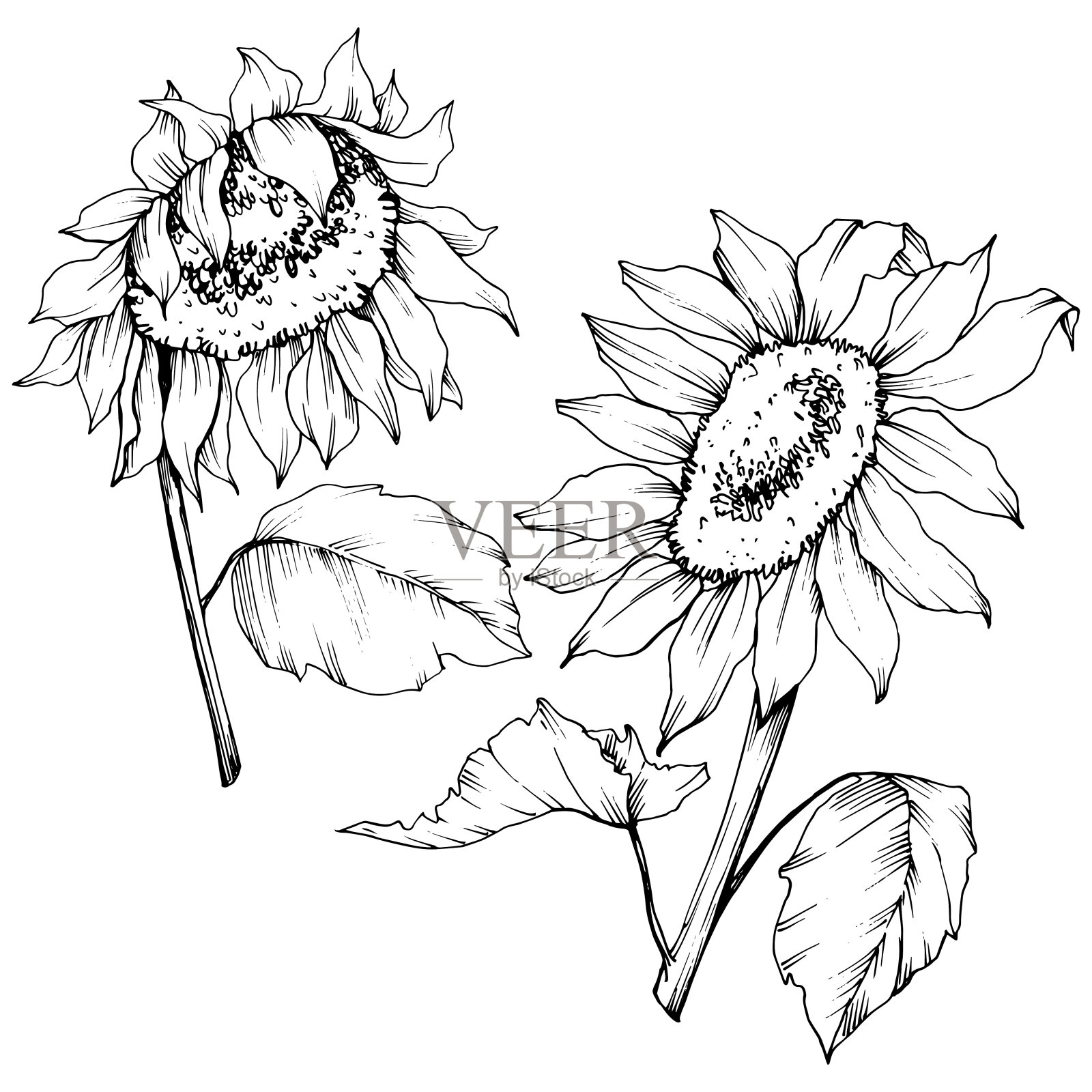 向量向日葵花植物花。黑白篆刻水墨艺术。孤立的向日葵插图元素。插画图片素材