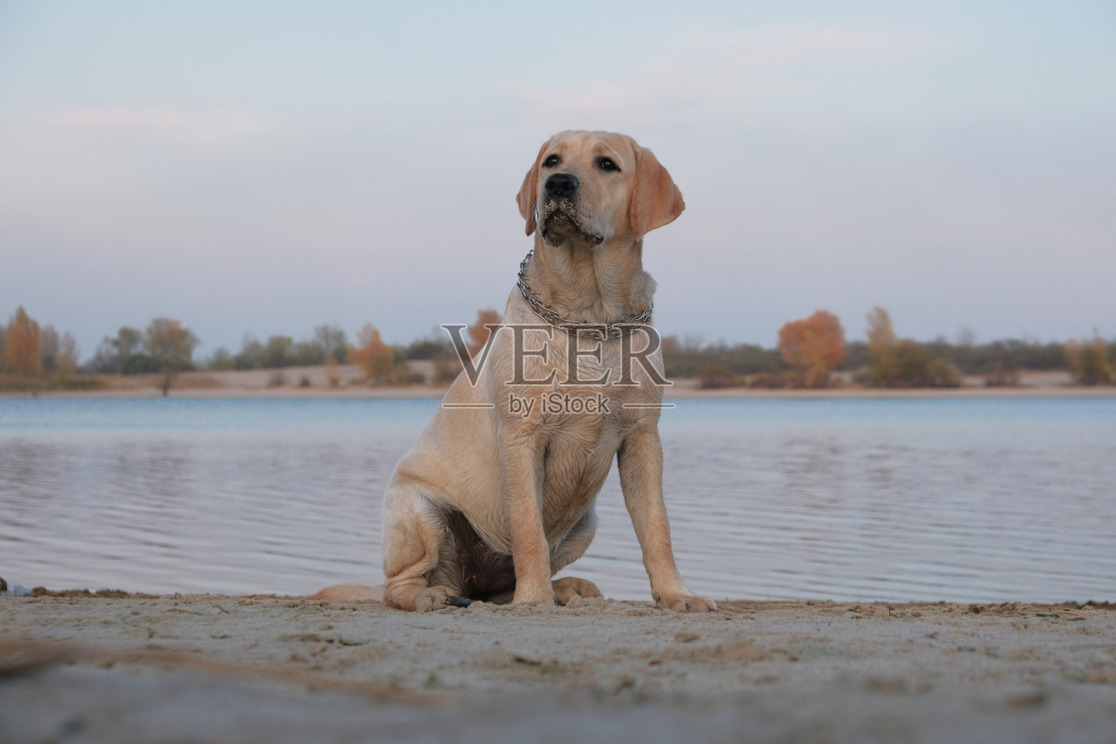 拉布拉多正坐在河边的沙滩上。照片摄影图片