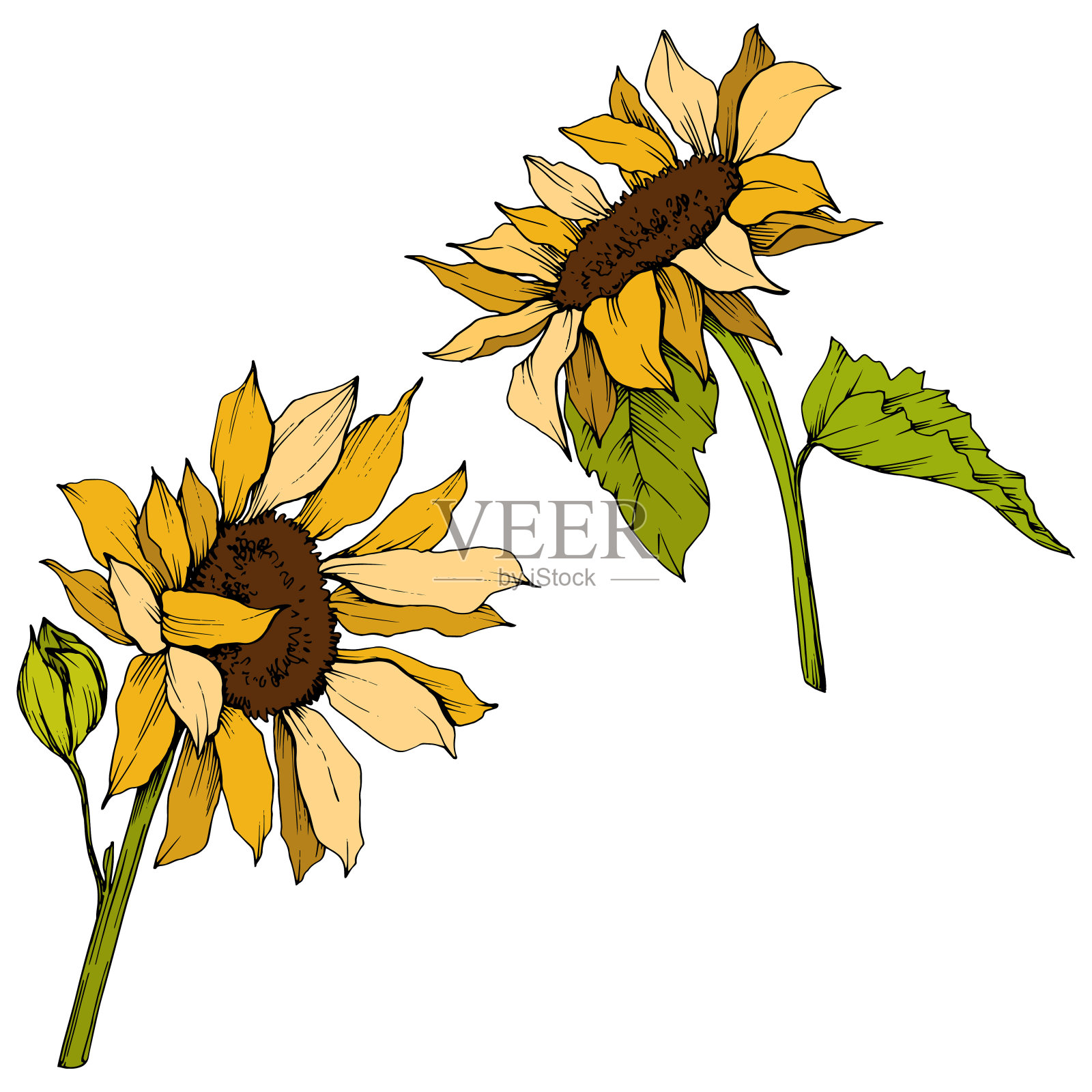 向量向日葵花植物花。黄绿镌刻水墨艺术。孤立的向日葵插图元素。设计元素图片