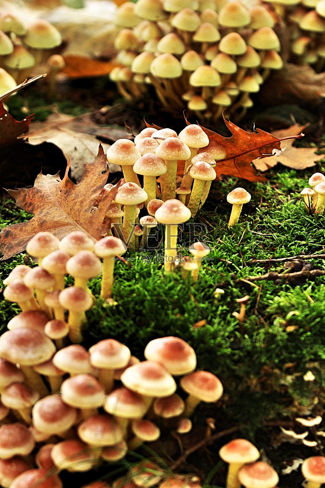 美丽的纳特照片摄影图片