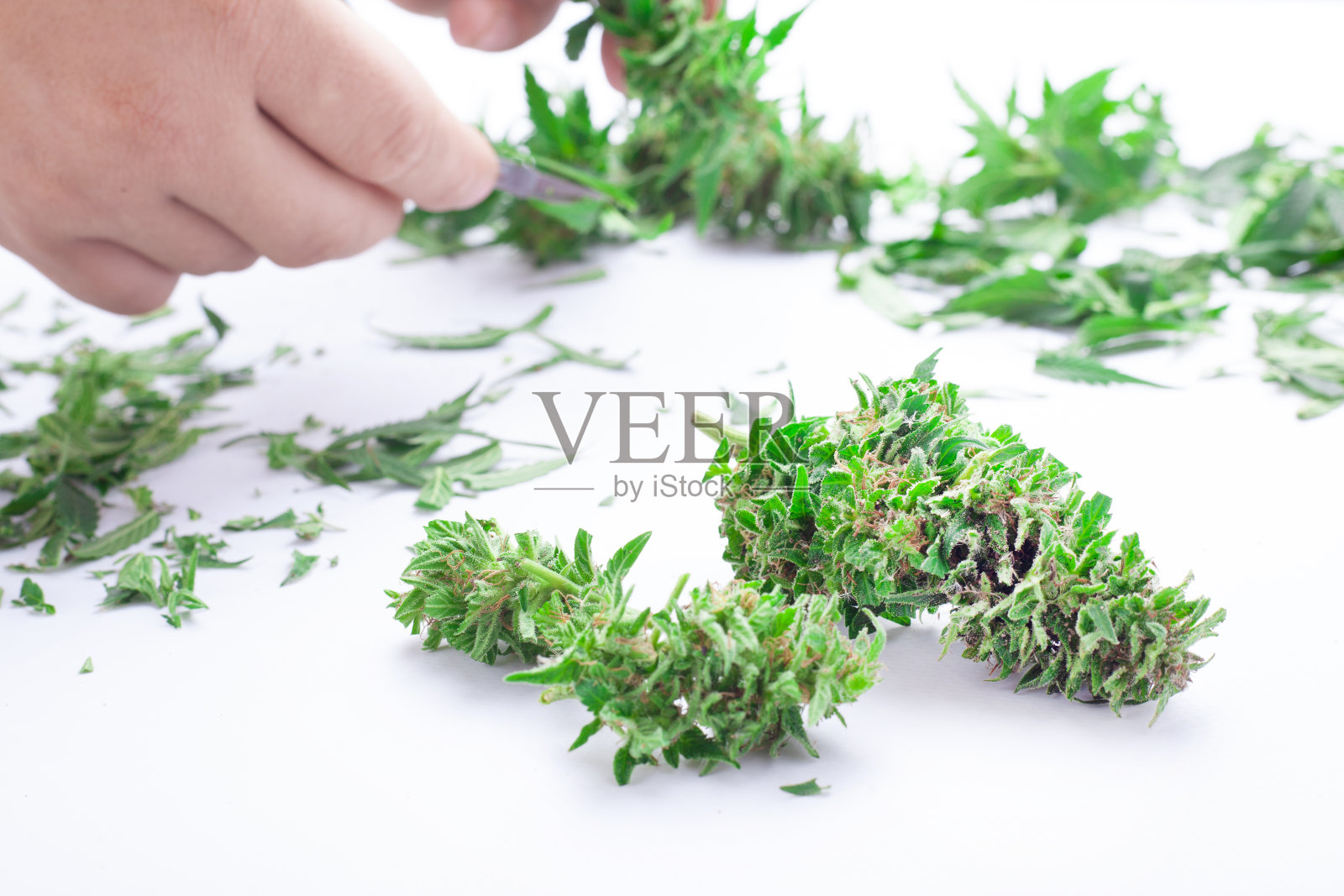 修剪叶子的大麻，修指甲的大麻芽照片摄影图片