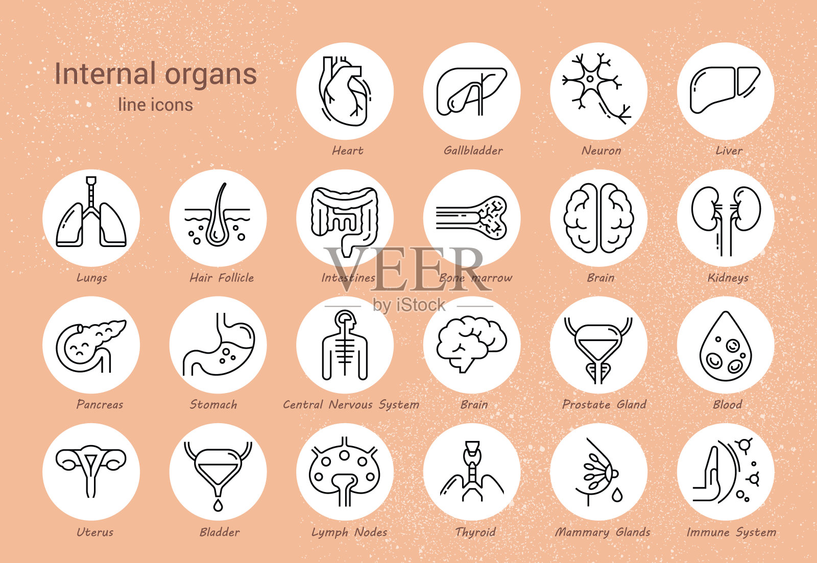 带有签名的人体器官的大型线性向量图标集插画图片素材