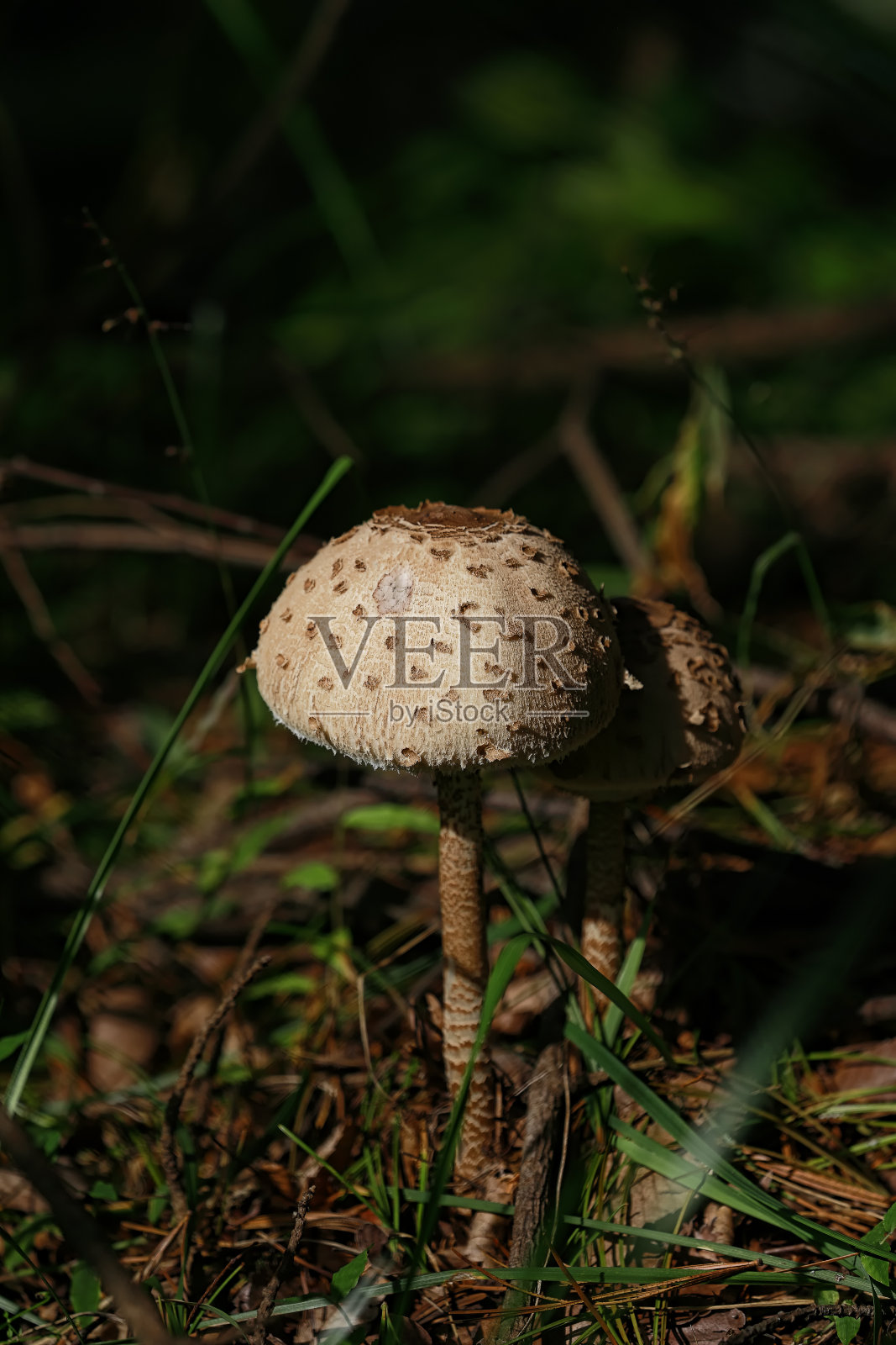 植物照片摄影图片