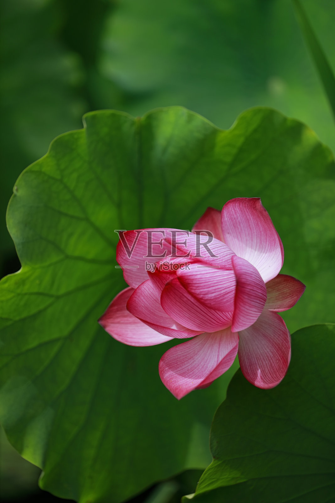 植物照片摄影图片