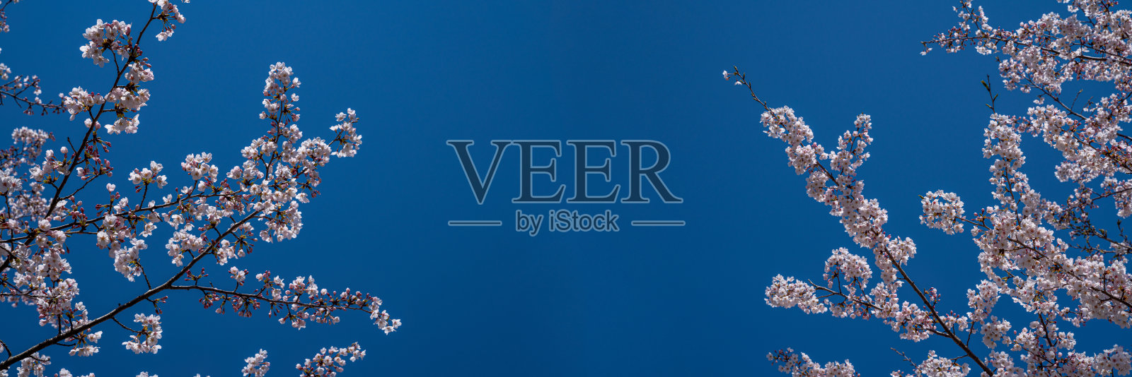 樱花照片摄影图片