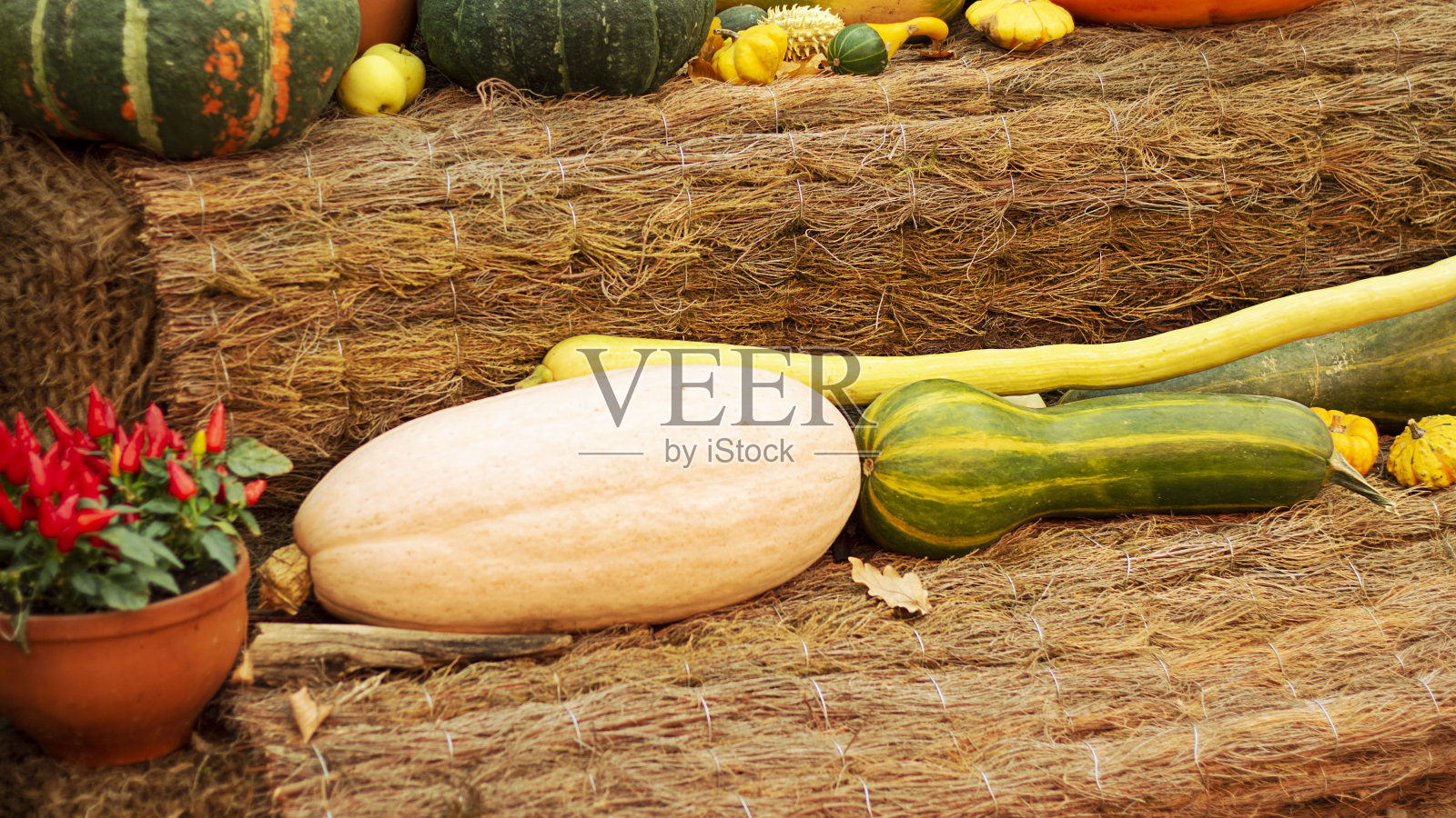 万圣节秋季装饰背景不同的颜色和形状南瓜南瓜在自然老乡村绳子背景。墙纸、园艺和收获、保健品、横旗照片摄影图片