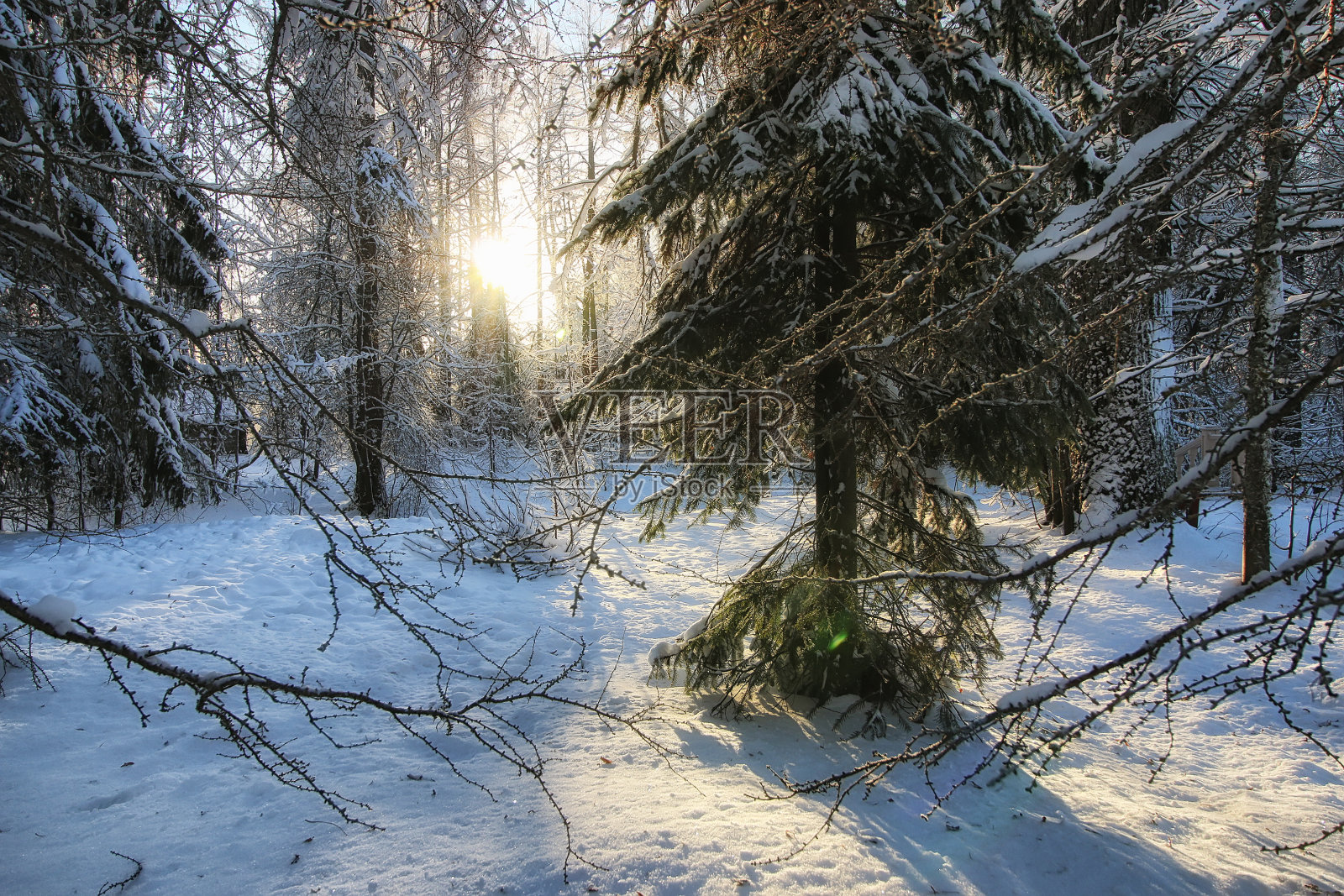 冬季森林景观阳光雪照片摄影图片
