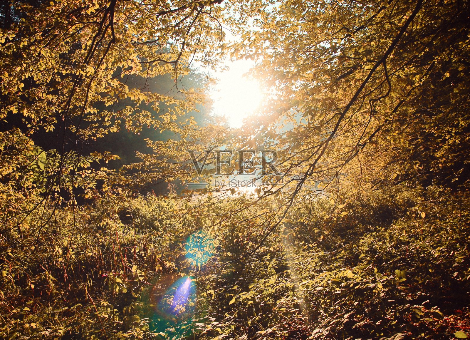 秋色明媚，金叶自然相映照片摄影图片