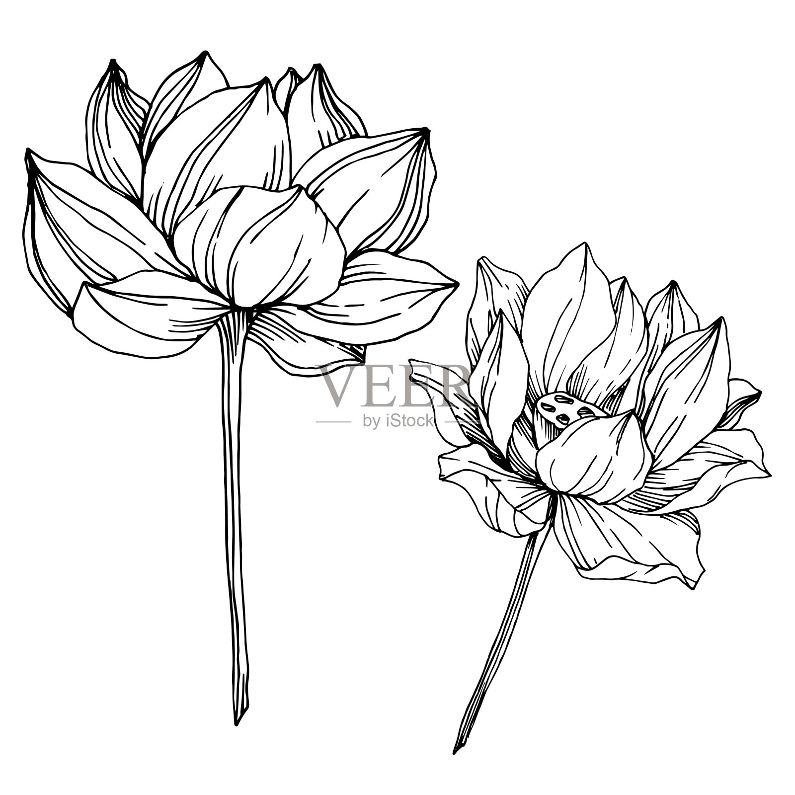 向量莲花花植物花。黑白篆刻水墨艺术。孤立的荷花插图元素。插画图片素材