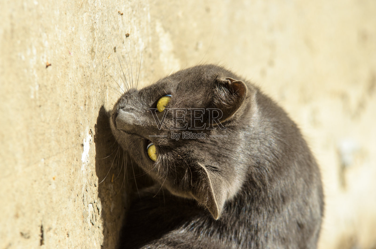 躺着的猫转过身，看起来像一条蛇模因照片摄影图片