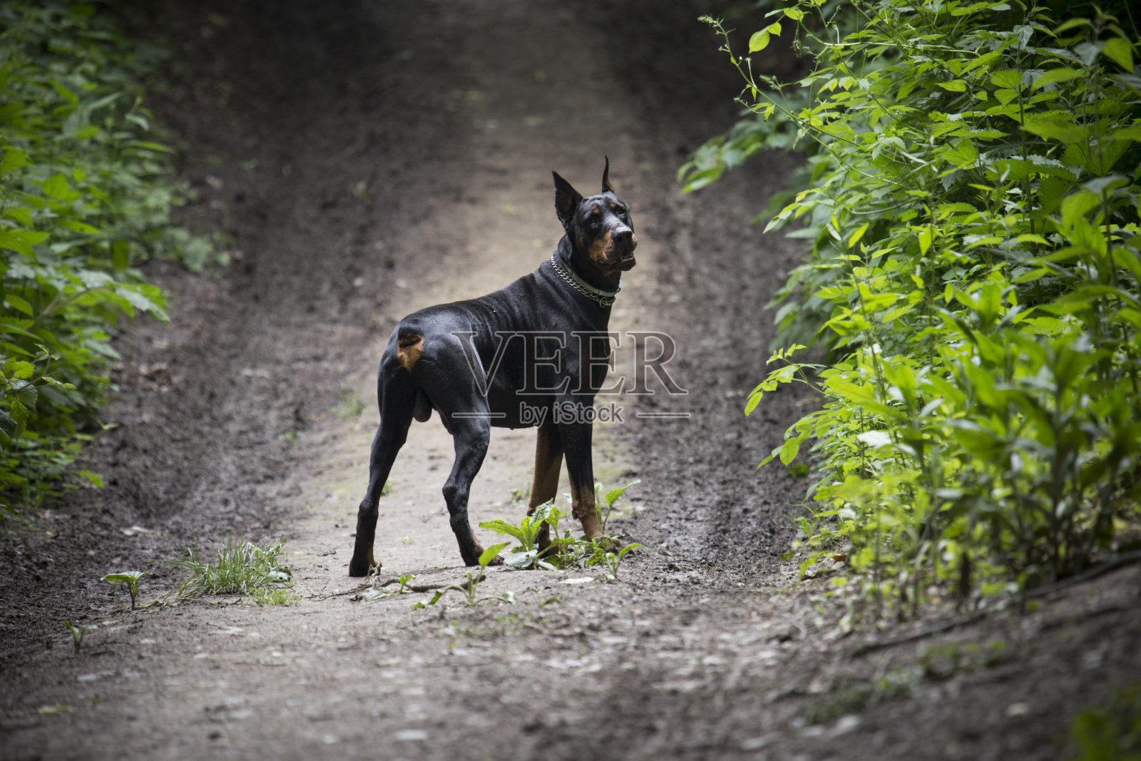 杜宾和他最好的朋友照片摄影图片