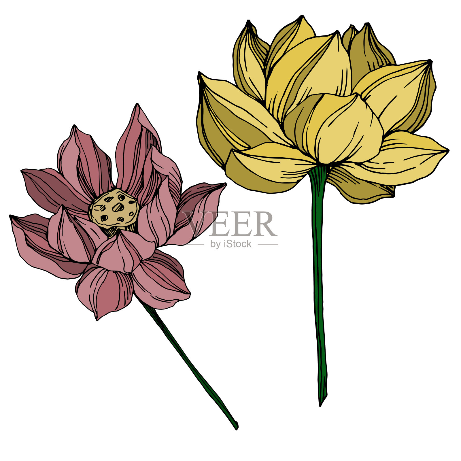 向量莲花花植物花。黑白篆刻水墨艺术。孤立的荷花插图元素。插画图片素材